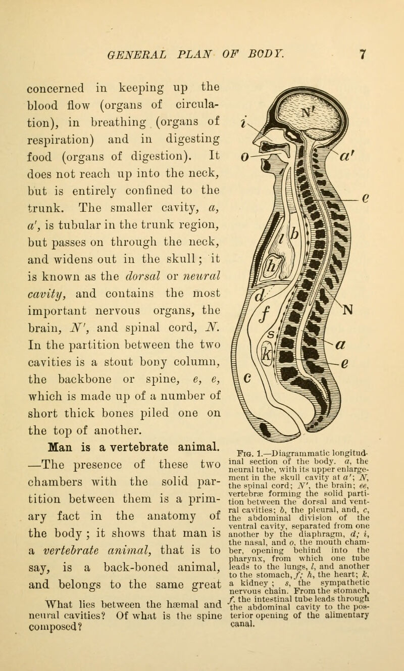 GENERAL PLAN OF BODY. concerned in keeping up the blood flow (organs of circula- tion), in breathing (organs of respiration) and in digesting food (organs of digestion). It does not reach up into the neck, but is entirely confined to the trunk. The smaller cavity, a, a', is tubular in the trunk region, but passes on through the neck, and widens out in the skull; it is known as the dorsal or neural cavity, and contains the most important nervous organs, the brain, N', and spinal cord, N. In the partition between the two cavities is a stout bony column, the backbone or spine, e, e, which is made up of a number of short thick bones piled one on the top of another. Man is a vertebrate animal. —The presence of these two chambers with the solid par- tition between them is a prim- ary fact in tbe anatomy of the body ; it shows that man is a vertebrate animal, that is to say, is a back-boned animal, and belongs to the same great What lies between the hoemal and neural cavities? Of what is the spine composed? Fig. 1.—Diagrammatic longitud- inal section of the body, a, the neural tube, with its upper enlarge- ment in the skull cavity at a'; iV, the spinal cord; N', the brain; ee, vertebrae forming the solid parti- tion between the dorsal and vent- ral cavities; b, the pleural, and, c, the abdominal division of the ventral cavity, separated from one another by the diaphragm, d; i, the nasal, and o. the mouth cham- ber, opening behind into the pharynx, from which one tube leads to the lungs, I, and another to the stomach,/,- h, the heart; k, a kidney ; s, ' the sympathetic nervous chain. From the stomach, /. the intestinal tube leads through the abdominal cavity to the pos- terior opening of the alimentary canal.