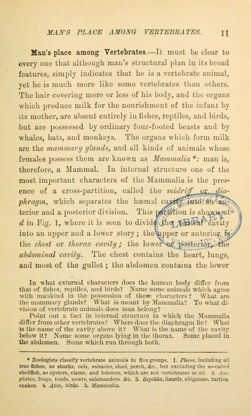 MAN'S PLACE AMONG VERTEBRATES. \\ Man's place among Vertebrates.—It must be clear to every one that although man's structural plan in its broad features, simply indicates that he is a vertebrate animal, yet he is much more like some vertebrates than others. The hair covering more or less of his body, and the organs which produce milk for the nourishment of the infant by its mother, are absent entirely in fishes, reptiles, and birds, but are possessed by ordinary four-footed beasts and by whales, bats, and monkeys. The organs which form milk are the mammary glands, and all kinds of animals whose females possess them are known as Mammalia *; man is, therefore, a Mammal. In internal structure one of the most important characters of the Mammalia is the pres- ence of a cross-partition, called th( phragm, which separates the heemal terior and a posterior division. Thii d in Fig. 1, where it is seen to divide into an upper and a lower story ; the^ the chest or thorax cavity; the lower abdominal cavity. The chest contains the heart, lungs, and most of the gullet; the abdomen contains the lower In what external characters does the human body differ from that of fishes, reptiles, and birds? Name some animals which agree with mankind in the possession of these characters ? What are the mammary glands? What is meant by Mammalia? To what di- vision of vertebrate animals does man belong? Point out a fact in internal structure in which the Mammalia differ from other vertebrates? Where does the diaphragm lie? What is the name of the cavity above it? What is the name of the cavity below it? Name some organs lying in the thorax. Some placed in the abdomen. Some which run throuirh both. * Zoologists classify vertebrate animals in five groups. 1. Pisas, including all true fishes, as sharks, eels, salmons, shad, perch, &c. but excluding the so-called shellfish, as oysters, clams, and lobsters, which are not vertebrates at all. 2. Am- phibia, frogs, toads, newts, salamanders &c. 3. ReptUia, lizards, alligators, turtles,