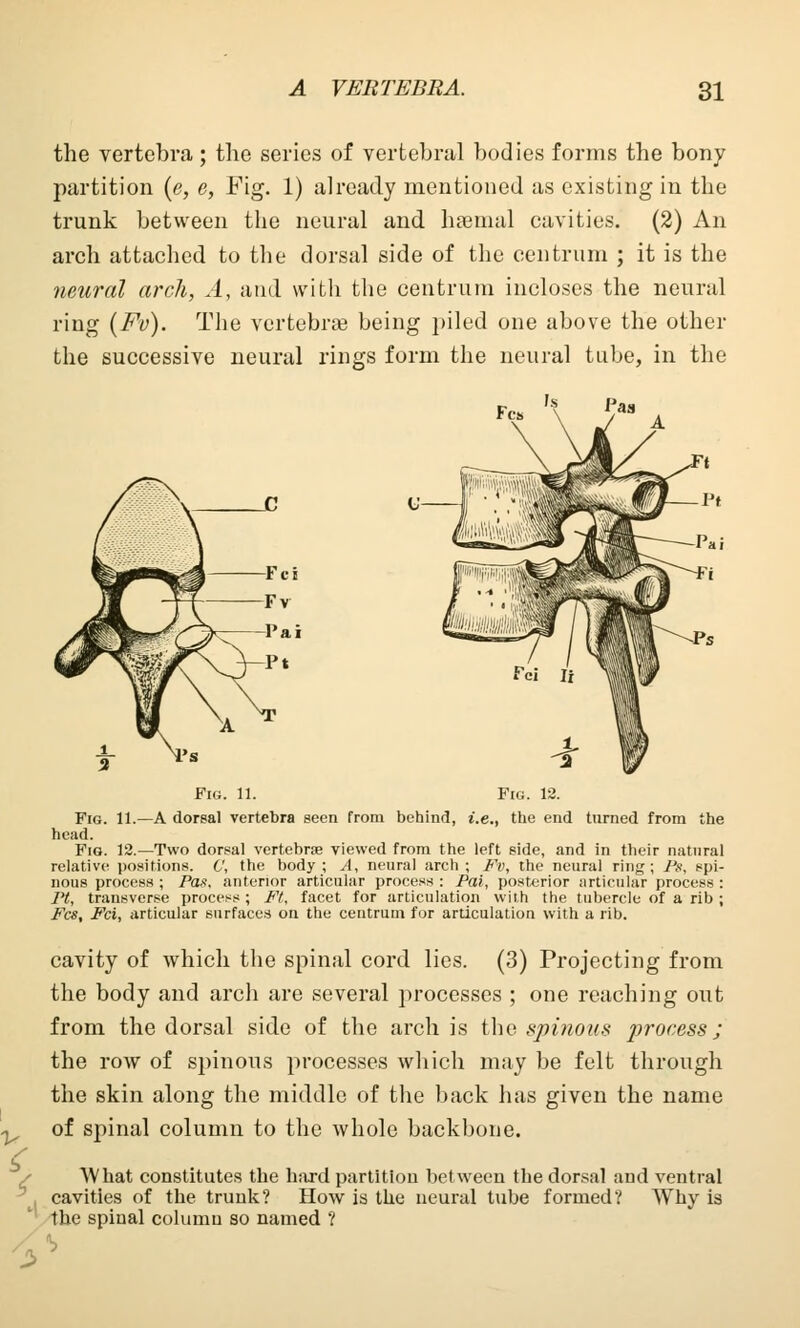 the vertebra; the series of vertebral bodies forms the bony partition (e, e, Fig. 1) already mentioned as existing in the trunk between the neural and haemal cavities. (2) An arch attached to the dorsal side of the centrum ; it is the neural arch, A, and with the centrum incloses the neural ring {Fv). The vertebrae being piled one above the other the successive neural rings form the neural tube, in the Fig. 11. Fig. 12. Fig. 11.—A dorsal vertebra seen from behind, i.e., the end turned from the head. Fig. 12.—Two dorsal vertebrae viewed from the left side, and in their natural relative positions. C, the body; A, neural arch; Fv, the neural ring; Ps, spi- nous process ; Pax. anterior articular process : Pai, posterior articular process : Pt, transverse process ; Ft. facet for articulation with the tubercle of a rib ; Fee, Fci, articular surfaces on the centrum for articulation with a rib. cavity of which the spinal cord lies. (3) Projecting from the body and arch are several processes ; one reaching out from the dorsal side of the arch is the spinous jjrocess; the row of spinous processes which may be felt through the skin along the middle of the back has given the name of spinal column to the whole backbone. What constitutes the hard partition between the dorsal and ventral cavities of the trunk? How is the neural tube formed? Why is the spinal column so named ? s
