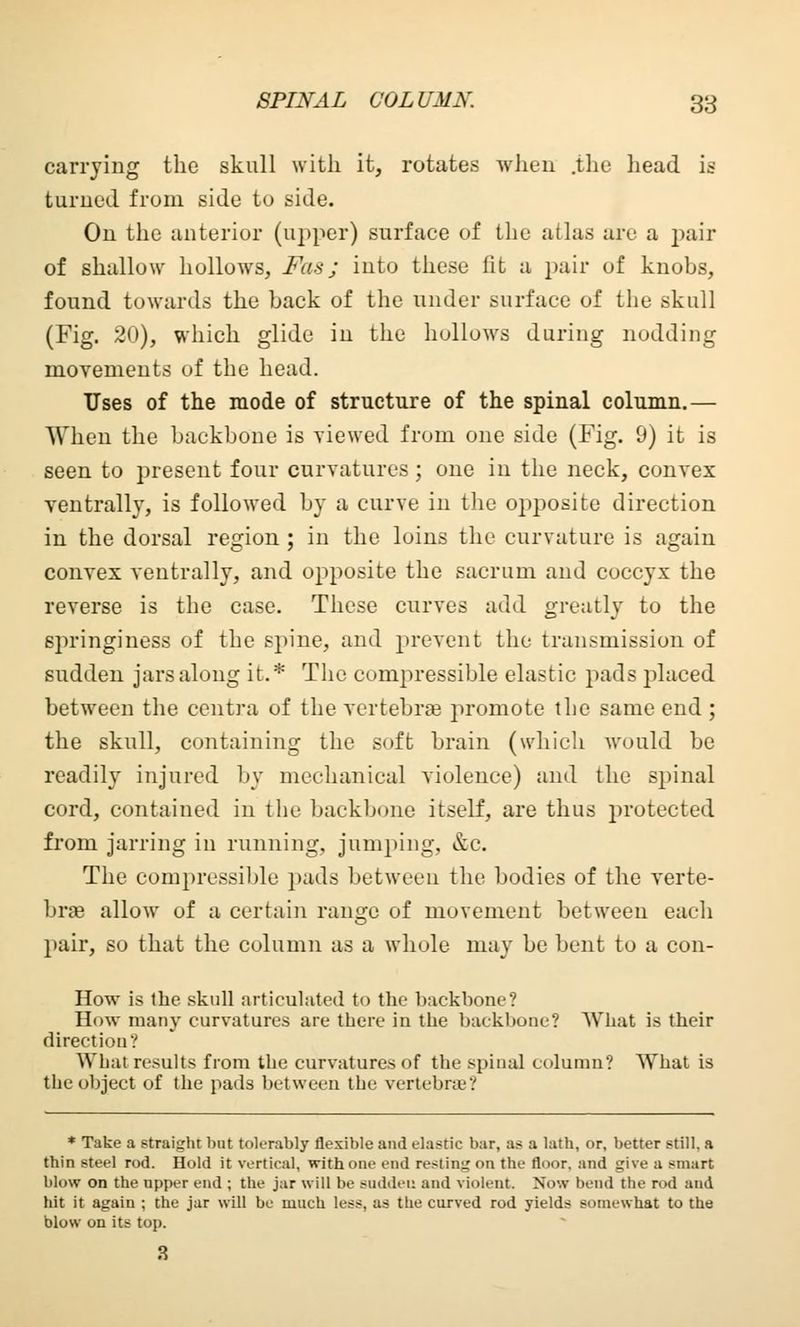 carrying the skull with it, rotates when .the head is turned from side to side. On the anterior (upper) surface of the atlas are a pair of shallow hollows, Fas; into these fit a pair of knobs, found towards the back of the under surface of the skull (Fig. 20), which glide in the hullows during nodding movements of the head. Uses of the mode of structure of the spinal column.— When the backbone is viewed from one side (Fig. 9) it is seen to present four curvatures ; one in the neck, convex ventrally, is followed by a curve in the opposite direction in the dorsal region; in the loins the curvature is again convex ventrally, and opposite the sacrum and coccyx the reverse is the case. These curves add greatly to the springiness of the spine, and prevent the transmission of sudden jars along it.* The compressible elastic pads placed between the centra of the vertebras promote the same end ; the skull, containing the soft brain (which would be readily injured by mechanical violence) and the spinal cord, contained in the backbone itself, are thus protected from jarring in running, jumping, &c. The compressible pads between the bodies of the verte- brae allow of a certain range of movement between each pair, so that the column as a whole may be bent to a con- How is the skull articulated to the backbone? How many curvatures are there in the backbone? What is their direction? What results from the curvatures of the spinal column? What is the object of the pads between the vertebra'.' * Take a straight bat tolerably flexible and elastic bar, as a lath, or, better still, a thin steel rod. Hold it vertical, with one end restini: on the tlnor. and give a smart blow on the upper end ; the jar will be sudden and violent. Now bend the rod and hit it again ; the jar will be much less, as the curved rod yields sonu-what to the blow on its top. 3