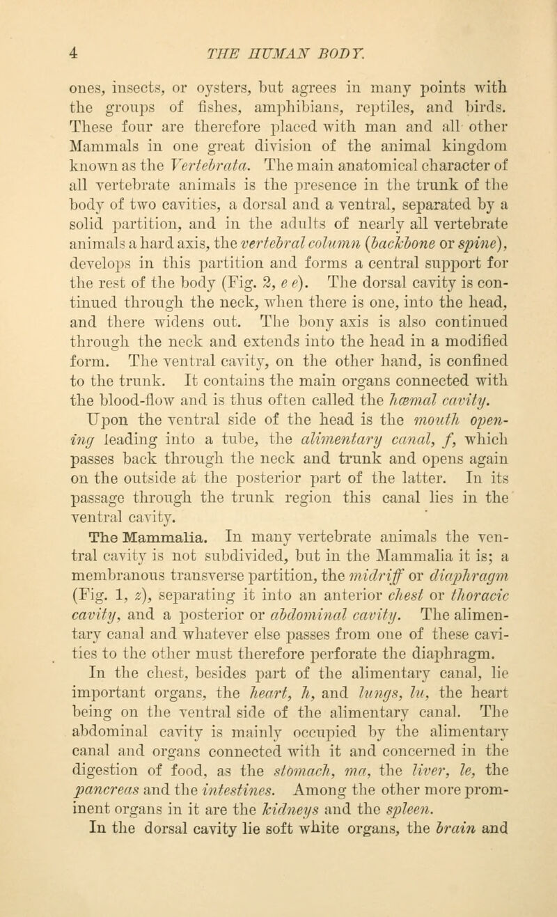 ones, insects, or oysters, but agrees in many points with the groups of fishes, amphibians, reptiles, and birds. These four are therefore placed with man and all other Mammals in one great division of the animal kingdom known as the Vertehrata. The main anatomical character of all vertebrate animals is the presence in the trunk of the body of two cavities, a dorsal and a ventral, separated by a solid partition, and in the adults of nearly all vertebrate animals a hard axis, the vertebral column {hachhone or spine), develops in this partition and forms a central support for the rest of the body (Fig. 2, e e). The dorsal cavity is con- tinued through the neck, when there is one, into the head, and there widens out. The bony axis is also continued through the neck and extends into the head in a modified form. The ventral cavity, on the other hand, is confined to the trunk. It contains the main organs connected with the blood-flow and is thus often called the limmal cavity. Upon the ventral side of the head is the mouth o^jen- inff leading into a tube, the alimentary canal, f, which passes back through tlie neck and trunk and opens again on the outside at the posterior part of the latter. In its passage through the trunk region this canal lies in the' ventral cavity. The Mammalia. In many vertebrate animals the ven- tral cavity is not subdivided, but in the Mammalia it is; a membranous transverse partition, the midriff or diaphragm (Fig. 1, z), separating it into an anterior chest or thoracic cavity, and a posterior or ahdominal cavity. The alimen- tary canal and whatever else passes from one of these cavi- ties to the other must therefore perforate the diaphragm. In the chest, besides part of the alimentary canal, lie important organs, the heart, h, and lungs, In, the heart being on the ventral side of the alimentary canal. The abdominal cavity is mainly occupied by the alimentary canal and organs connected with it and concerned in the digestion of food, as the stomach, ma, the liver, le, the pancreas and the intestines. Among the other more prom- inent organs in it are the 'kid7ieys and the spleen. In the dorsal cavity lie soft white organs, the hrain and