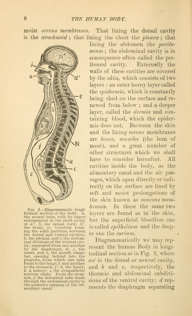 moist serous membranes. That lining the dorsal cavity is the arachnoid ; that lining the chest the pleura; that lining the abdomen the perito- netwi; the abdominal cavity is in consequence often called the per- itoneal cavity. Externally the walls of these cavities are covered by the sM7i, which consists of two layers : an outer horny layer called the epidermis, which is constantly being shed on the surface and re- newed from below ; and a deeper layer, called the dermis and con- taining blood, which the ej^ider- mis does not. Between the skin and the lining serous membranes are bones, muscles (the lean of meat), and a great number of other structure's which we shall have to consider hereafter. All cavities inside the body, as the alimentary canal and the air j^as- sages, which open directly or indi- rectly on the surface are lined by soft and moist prolongations of the skin known as mucous mem- branes. In these the same two layers are found as in the skin, but the superficial bloodless one is called epitheUum and the deep- er one the cerium. Diagrammatically we may rep- I'esent the human Body in longi- , • , 1,- , ■ * *T, tudinal section as in Fig. 2, where ber, opening behind into the ° ' pharj'nx, from which one tube aa' is the dorsal or luural cavitii, leads to the lungs, I. and another • i i to the stomach./;/i, the heart; and b and c, respectively, the k. a kidney; s, the sympathetic ,, . ..-, ., ''.-.. nei-\-ous chain. From the stom- tlioracic and abdommal subdivi- ach, /, the intestinal tube leads . « ,-, , i •, ^ through the abdominal cavity to sious 01 the vcntral cavity: d rep- mliJtaS'cana?''''^''''' ' rescuts the diaphragm separating Fig. 2.—Diagrammatic longi- tudinal section of the body, a, the neural tube, with its upper enlargement in the skull cavity at a'; N, the spinal cord: N', the brain; ee, vertebrae form- ing the solid partition between the dorsal and ventral cavities; 6, the pleural, and c, the abdom- inal divisions of the ventral cav- ity, separated from one another by the diaphragm, d; i, the nasal, and o, the mouth cham-