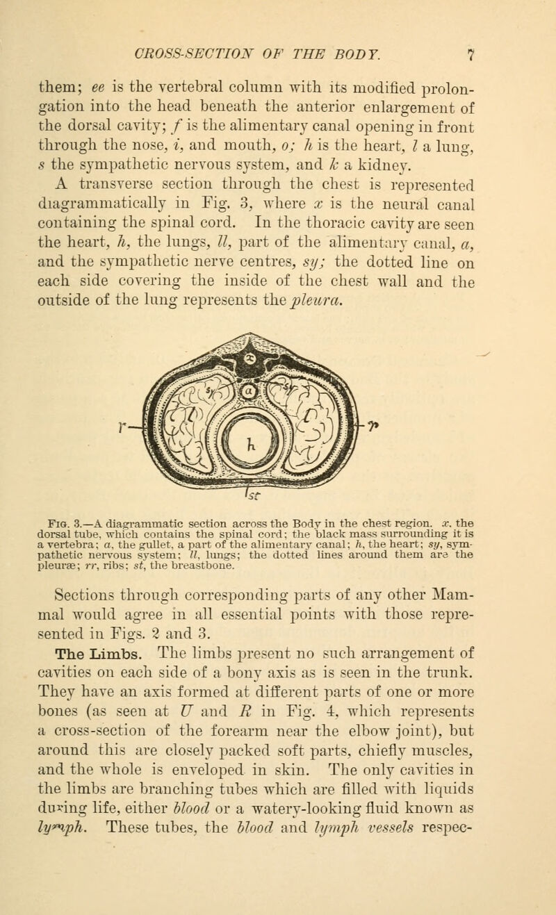 them; ee is the vertebral cohimn with its modified prolon- gation into the head beneath the anterior enlargement of the dorsal cavity; / is the alimentary canal opening in front through the nose, i, and mouth, o; h is the heart, / a lung, s the sympathetic nervous system, and k a kidney. A transverse section through the chest is represented diagrammatically in Fig. 3, where x is the neural canal containing the spinal cord. In the thoracic cavity are seen the heart, h, the lungs, //, part of the alimentary canal, a, and the sympathetic nerve centres, sy; the dotted line on each side covering the inside of the chest wall and the outside of the lung represents i\i.Q pleura. Fig. 3.—a diagrammatic section across the Body in the chest region, x. the dorsal tube, which contains the spinal cord: the black mass surrounding it is a vertebra; a. the gullet, a part of the alimentary canal; h, the heart; sy, sym- pathetic nervous system: //, lungs; the dotted lines around them are the pleurae; rr, ribs; st, the breastbone. Sections through corresponding parts of any other Mam- mal would agree in all essential points with those repre- sented in Figs. 2 and 3. Tlie Limbs. The limbs present no such arrangement of cavities on each side of a bony axis as is seen in the trunk. They have an axis formed at different jiarts of one or more bones (as seen at U and R in Fig. 4, which represents a cross-section of the forearm near the elbow joint), but around this are closely packed soft parts, chiefly muscles, and the whole is enveloj^ed in skin. The only cavities in the limbs are branching tubes which are filled with liquids du^^ing life, either hloocl or a watery-looking fluid known as ly^ph. These tubes, the blood and lymph vessels respec-