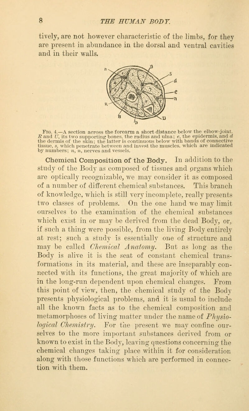 tively, are not however characteristic of the limbs, for they are present in abundance in the dorsal and ventral cavities and in their walls. Fig. 4.—a section across the forearm a short distance below the elbow-joint. R and U, its two supporting bones, the radius and ulna; e, the epidermis, and d the dermis of the skin; the latter is continuous below with bands of connective tissue, s, which penetrate between and invest the muscles, which are indicated by numbers; n, n, nerves and vessels. Chemical Composition of the Body. In addition to the study of the Body as composed of tissues and prgans which are optically recognizable, we may consider it as composed of a number of different chemical substances. This branch of knowledge, which is still very incomplete, really j)resents two classes of joroblems. On the one hand we may limit ourselves to the examination of the chemical substances which exist in or may be derived from the dead Body, or, if such a thing were possible, from the living Body entirely at rest; such a study is essentially one of structure and may be called Chemical Anatotny. But as long as the Body is alive it is the seat of constant chemical trans- formations in its material, and these are inseparably con- nected with its functions, the great majority of which are in the long-run dependent upon chemical changes. From this point of view, then, the chemical study of the Body presents physiological problems, and it is usual to include all the known facts as to the chemical composition and metamorphoses of living matter under the name of Physio- logical Chemistry. For the present we may confine our- selves to the more important substances derived from or known to exist in the Body, leaving questions concerning the chemical changes taking place Avithin it for consideration along with those functions which are performed in connec- tion with them.