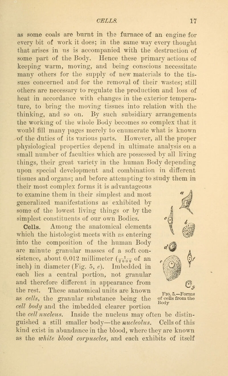 as some coals are burnt in the furnace of an engine for every bit of work it does; in the same way every thought that arises in us is accompanied with the destruction of some part of the Body. Hence these primary actions of keeping warm, moving, and being conscious necessitate many otliers for the supply of new materials to the tis- sues concerned and for the removal of their wastes; still others are necessary to regulate the production and loss of heat in accordance with changes in the exterior tempera- ture, to bring the moving tissues into relation with the thinking, and so on. By such subsidiary arrangements the working of the whole Body becomes so complex that it would fill many pages merely to enumerate what is known of the duties of its various parts. However, all the proper physiological properties de^Dend in ultimate analysis on a small number of faculties which are possessed by all living things, their great variety in the human Body depending upon siDccial development and combination in different tissues and organs; and before attempting to study them in their most complex forms it is advantageous to examine them in their simplest and most <M generalized manifestations as exhibited by '■^ some of the lowest living things or by the .§ ' \ simplest constituents of our own Bodies. f^ . Cells. Among the anatomical elements \ ^<i|^ which the histologist meets with as entering ^- %*? into the composition of the human Body ^ are minute granular masses of a soft con- ^ a sistence, about 0.012 millimeter (gVoo o^ ^^ e0^^: W inch) in diameter (Fig. 5, e). Imbedded in t'^^^i^S ' each lies a central portion, not granular 'W^^ and therefore different in appearance from ' 0 the rest. These anatomical units are known ^ ^ ^ Fig. 5.—Forms as cells, the granular substance bemg the of ceUsfromthe cell body and the imbedded clearer portion the cell nucleus. Inside the nucleus may often be distin- guished a still smaller body—the nucleolus. Cells of this kind exist in abundance in the blood, where they are known as the lohite hlood corpuscles, and each exhibits of itself