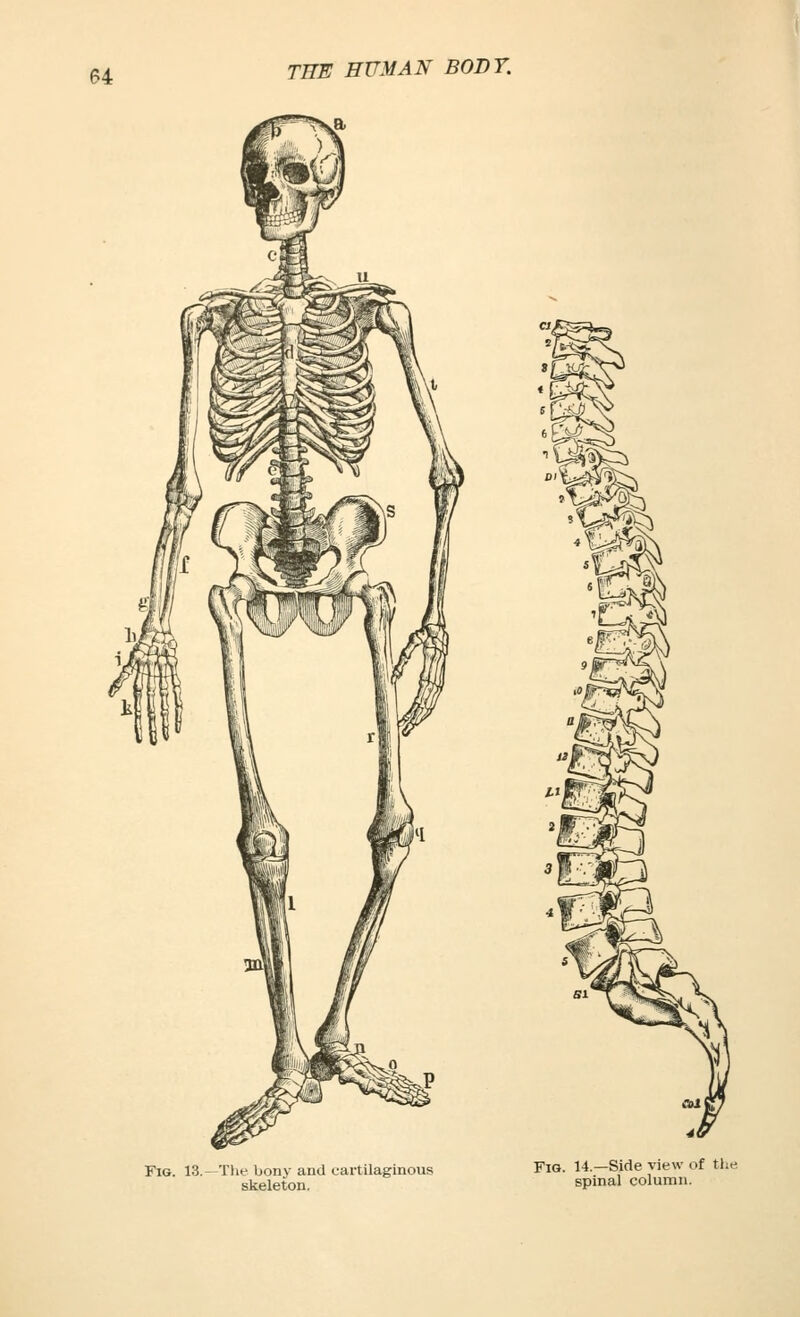 '%^ Fig. 13.- The bony and cartilaginous skeleton. Fig. 14.—Side view of the spinal column.