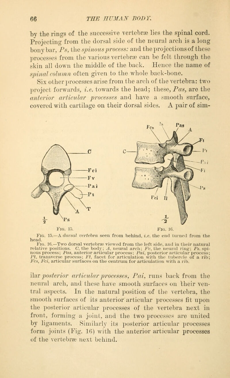 by the rings of the successive vertebras lies the spinal cord. Projecting from the dorsal side of the neural arch is a long bony bar, Fs, i\\Q sjnnous process: and the projections of these processes from the various vertebras can be felt through the skin all down the middle of the back. Hence the name of spinal coliDiin often given to the whole back-bone. Six other i)rocesses arise from the arcli of the vertebra: two l)roject forwards, i.e. towards the head; these, Pas, are the anterior articular processes and have a smooth surface, covered with cartilage on their dorsal sides. A pair of sim- ^t Paa Fig. 15. Fig. 16. Fig. 13.—a dorsal vertebra seen from behind, i.e. the end turned from the head. Fig. 16.—Two dorsal vertebrsB viewed from the left side, and in their natural relative positions. C, the body; A. neural arch; Fi\ the neural ring; Ps. spi- nous process; Pas, anterior articular process; Pai, posterior articular process; Pi, transverse process; Ft, facet for articulation with the tubercle of a rib; Pes, Fci, articular surfaces on the centrum for articulation with a rib. ilav posterior a?'ticular processes, Pai, runs back from the neural arch, and these have smooth surfaces on their ven- tral aspects. In the natural position of the vertebra, the smooth surfaces of its anterior'articular processes fit upon the posterior articular processes of the vertebra next in front, forming a joint, and the two processes are united by ligaments. Similarly its posterior articular processes form joints (Fig. 10) Avith the anterior articular processes of the vertebra next behind.