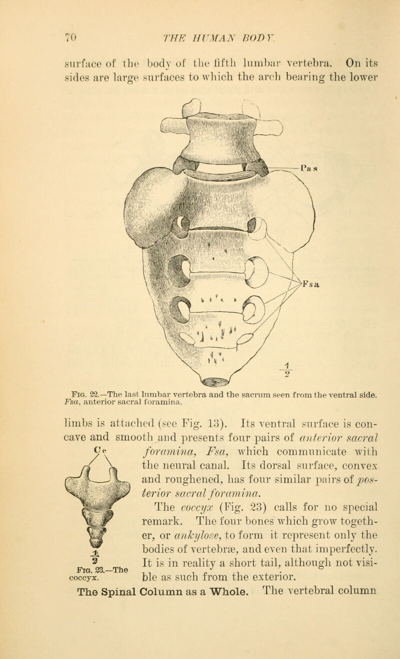 surfiice of the body of lla- lit'th luinbai' vertebra. On its sides are large surfaces to which the arrli benring the lower Pas Fsa Fig. 22.—The last lumbar vertebra and the sacrum seen from the ventral side. Fsa. anterior sacral foramina. limbs is attached (see Fig. 13). Its yentral surface is con- cave and smooth and presents four pairs of anterior sacral foramina, Fsa, which communicate with the neural canal. Its dorsal surface, convex and roughened, has fonr similar pairs of pos- terior sacral foramina. The coccyx (Fig, 23) calls for no special remark. The four bones which grow togeth- er, or anhylose, to form it represent only the bodies of vertebrae, and even that imperfectly. It is in reality a short tail, although not visi- ble as such from the exterior. The Spinal Column as a Whole. The vertebral column Fig. 23.—The coccyx.