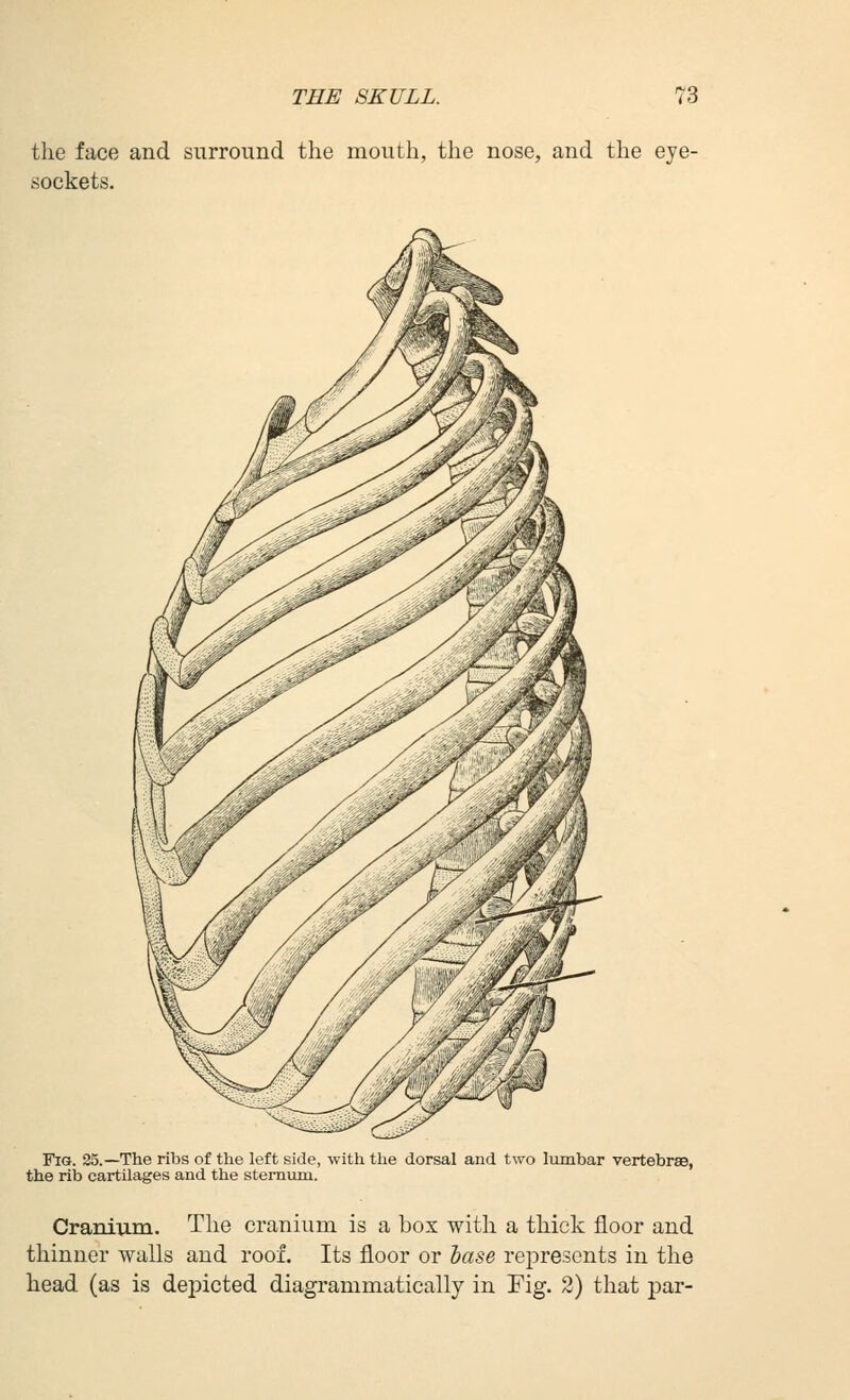 the face and surround the mouth, the nose, and the eye- sockets. Fig. 25.—The ribs of the left side, with the dorsal and two lumbar vertebrae, the rib cartilages and the sternum. Cranium. The cranium is a box with a thick floor and thinner walls and roof. Its floor or lase represents in the head (as is depicted diagrammatically in Fig. 2) that par-