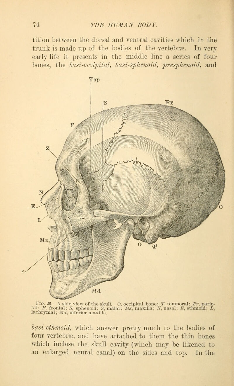 tition between the dorsal and ventral cavities which in the trunk is made np of the bodies of the vertebrae. In very early life it presents in the middle line a series of four bones, the hasi-occipital, basi-sphenoid, presjjhenoid, and Tsp Fio. 26 — \ side MOAN of flu skull O, occipital bone; T, temporal; Pr, parie- tal; F, fitjiital, <S, sphtsiiuid, X, iiia,la,r; Mx, maxilla; N, nasal; E, ethmoid; L, lachrymal; Md, inferior maxilla. hasi-ethmoid, which answer pretty much to the bodies of four vertebras, and have attached to them the thin bones which inclose the skull cavity (which may be likened to an enlarged neural canal) on the sides and top. In the