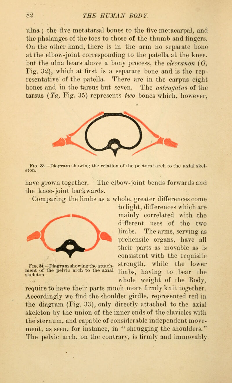 ulna ; the five metatarsal bones to the five metacarpal, and the phalanges of the toes to those of the thumb and fingers. On the other hand, there is in the arm no separate bone at the elbow-joint corresponding to the patella at the knee, but the ulna bears above a bony process, the olecranon {0, Fig. 32), which at first is a separate bone and is the rej)- resentative of the patella. There are in the carpus eight bones and in the tarsus but seven. The astragalus of the tarsus {Ta, Fig. 35) represents two bones Avhich, however, />**. Fig. 33.—Diagram showing the relation of the pectoral arch to the axial skel- eton. have grown together. The elbow-joint bends forwards and the knee-joint backwards. Comparing the limbs as a whole, greater differences come to light, differences which are mainly correlated with the different uses of the two limbs. The arms, serving as ( prehensile organs, have all their parts as movable as is consistent with the requisite Fig. »i.-Diagram showing the attach- strength, while the lower Ston ^^^ '''''''''' ^^ **' ^^^ ^^'^^ limbs, having to bear the whole weight of the Body, require to liave their parts much more firmly knit together. Accordingly we find the shoulder girdle, represented red in the diagram (Fig. 33), only directly attached to the axial skeleton by the union of the inner ends of the clavicles with the sternum, and capable of considerable independent move- ment, as seen, for instance, in  shrugging the shoulders. The pelvic arch, on the contrary, is firmly and immovably