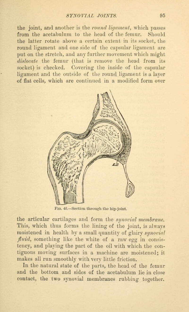 the Joint, and another is the rouiid ligament, which passes from the acetabnhim to tlie head of the femur. Should the latter rotate above a certain extent in its socket, the round ligament and one side of the capsular ligament are put on the stretch, and any further movement which might dislocate the femur (that is remove the head from its socket) is checked. Covering the inside of the capsular ligament and the outside of the round ligament is a layer of flat cells, which are continued in a modified form over Fia. 40.—Section thi-ough the hip-joint. the articular cartilages and form the synovial memlrane. This, which thus forms the lining of the joint, is always moistened in health by a small quantity of glairy synovial fluid, something like the white of a raw cg^ in consis- tency, and playing the part of the oil with which the con- tiguous moving surfaces in a machine are moistened; it makes all run smoothly with very little friction. In the natural state of the parts, the head of the femur and the bottom and sides of the acetabulum lie in close contact, the two synovial membranes rubbing together.