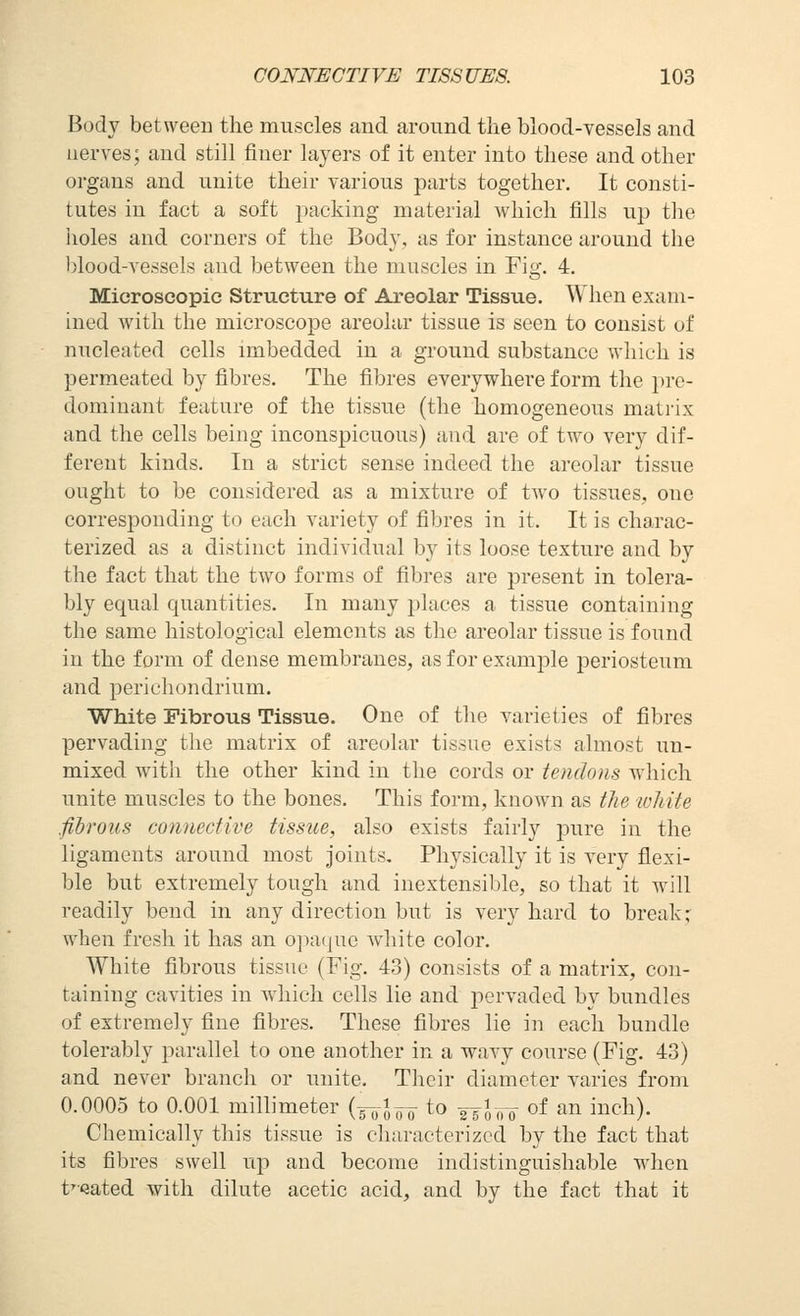 Body between the muscles and around the blood-vessels and nerves; and still finer layers of it enter into these and other organs and unite their various parts together. It consti- tutes in fact a soft packing material which fills up the holes and corners of the Body, as for instance around the blood-vessels and between the muscles in Fig. 4. Microscopic Structure of Areolar Tissue. When exam- ined wdth the microscope areolar tissue is seen to consist of nucleated cells imbedded in a ground substance which is permeated by fibres. The fibres everywhere form the i)re- dominant feature of the tissue (the homogeneous matrix and the cells being inconspicuous) and are of two very dif- ferent kinds. In a strict sense indeed the areolar tissue ought to be considered as a mixture of two tissues, one corresj)onding to each variety of fibres in it. It is charac- terized as a distinct individual by its loose texture and by the fact that the two forms of fibres are present in tolera- bly equal quantities. In many places a tissue containing the same histological elements as the areolar tissue is found in the form of dense membranes, as for example periosteum and perichondrium. White Fibrous Tissue. One of the varieties of fibres pervading the matrix of areolar tissue exists almost un- mixed with the other kind in the cords or tendons which unite muscles to the bones. This form, known as the white fibrous connective tissue, also exists fairly pure in the ligaments around most joints. Physically it is very flexi- ble but extremely tough and inextensible, so that it w^ill readily bend in any direction but is very hard to breakr when fresh it has an ojiaijue white color. White fibrous tissue (Fig, 43) consists of a matrix, con- taining cavities in which cells lie and pervaded by bundles of extremely fine fibres. These fibres lie in each bundle tolerably parallel to one another in a wavy course (Fig, 43) and never branch or unite. Their diameter varies from 0.0005 to 0.001 millimeter (goJo¥ to 2yJ-„T o^ an inch). Chemically this tissue is characterized by the fact that its fibres swell up and become indistinguishable when t'Qated with dilute acetic acid, and by the fact that it
