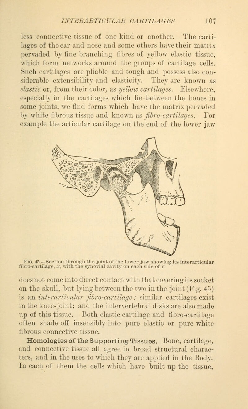 INTEBABTICULAB CARTILAGES. lor less connective tissue of one kind or another. The carti- lages of the ear and nose and some others have their matrix pervaded by fine branching fibres of yellow elastic tissue, which form networks around the groups of cartilage cells. Such cartilages are pliable and tough and possess also con- siderable extensibility and elasticity. They are known as elastic or, from their color, as yellow cartilages. Elsewhere, especially in the cartilages which lie between the bones in some joints, we find forms which have the matrix pervaded by white fibrous tissue and known as fibro-vartilages. For example the articular cartilage on the end of the lower jaw Fig. 4o.—Section through the joint of the lower jaw showing its interarticular fibro-cartUage, x, with tlie synovial cavity on each side of it. does not C(jme into direct contact with that covering its socket on the skull, but lying between the two in the joint (Fig. 45) is an interarticular fibro-cartilage : similar cartilages exist in the knee-joint; and the intervertebral disks are also made up of this tissue. Both elastic cartilage and fibro-cartihige often shade off insensibly into pure elastic or pure white fibrous connective tissue. Homologies of the Supporting Tissues. Bone, cartilage, and connective tissue all agree in broad structural charac- ters, and in the iises to which they are applied in the Body. In each of them the cells which have built up the tissue,