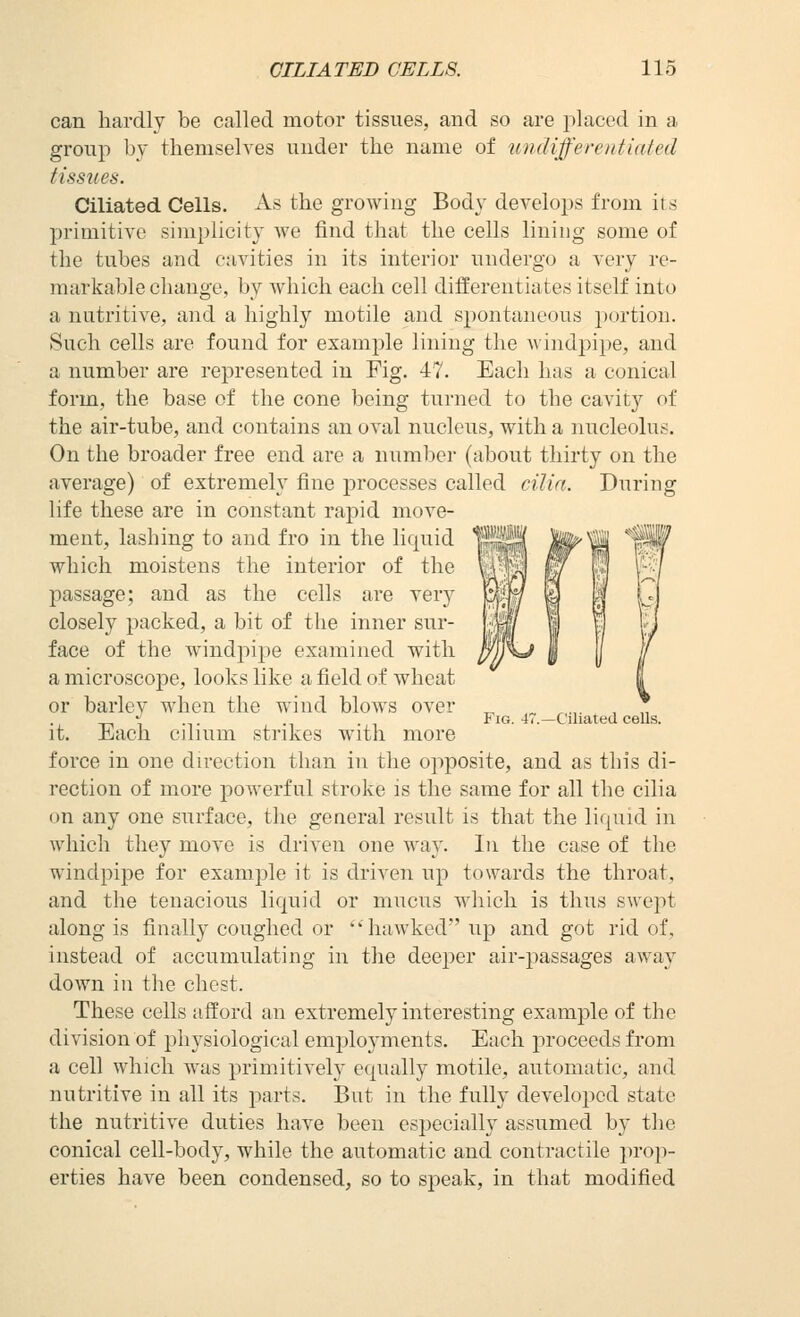 can hardly be called motoi- tissues, and so are placed in a group by themselves under the name of undifferentiated tissues. Ciliated Cells. As the growing Body develops from its primitive simplicity we find that the cells lining some of the tubes and c:ivities in its interior undergo a very re- markable change, by which each cell differentiates itself into a nutritive, and a highly motile and spontaneous portion. Such cells are found for example lining the ^\ indpipe, and a number are represented in Fig. 47. Each has a conical form, the base of the cone being turned to the cavity of the air-tube, and contains an oval nucleus, with a nucleolus. On the broader free end are a number (about thirty on the average) of extremely fine j)rocesses called cilia. During life these are in constant rapid move- ment, lashing to and fro in the liquid which moistens the interior of the passage; and as the cells are very closely packed, a bit of the inner sur- face of the windpipe examined with a microscope, looks like a field of wheat or barley when the wind blows over it. Each cilium strikes with more force in one direction than in the opposite, and as this di- rection of more powerful stroke is the same for all the cilia on any one surface, the general result is that the liquid in which they move is driven one way. In the case of the windpipe for example it is driven up towards the throat, and the tenacious liquid or mucus which is thus swept along is finally coughed or hawked up and got rid of, instead of accumulating in the deej^er air-passages away down in the chest. These cells afford an extremely interesting example of the division of physiological emijloyments. Each proceeds from a cell which was primitively equally motile, automatic, and nutritive in all its parts. But in the fully developed state the nutritive duties have been especially assumed by the conical cell-body, while the automatic and contractile proj)- erties have been condensed, so to speak, in that modified Fig. 47.—Ciliated ceU.s.