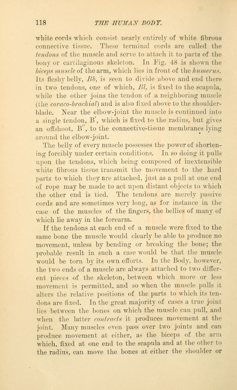 white cords wliich consist nciirly entirely of white fibrous connective tissue. These terminal cords are called the tendons of the muscle and serve to attach it to parts of the hunj ur cartilaginous skeleton. In Fig. 48 is shuAvn the bice2}s muscle of the arm, which lies in front of the humerus. Its fleshy belly, Bh, is seen to divide above and end there in two tendons, one of which, Bl, is fixed to the scapula, wliile the other joins the tendon of a neighboring muscle (Ihe coraco-hrachial) and is also fixed above to the shoulder- blade. Near the elbow-joint the muscle is continued into a single tendon, B', which is fixed to the radius, but gives an offshoot, B, to the connective-tissue membranes lying around the elbow-joint. The belly of every muscle possesses the power of shorten- ing forcibly under certain conditions. In so doing it pulls upon the tendons, which being composed of inextensible white fibrous tissue transmit the movement to the hard parts to which they are attached, just as a pull at one end of rope may be made to act upon distant objects to which the other end is tied. The tendons are merely passive cords and are sometimes very long, as for instance in the case of the muscles of the fingers, the bellies of many of which lie away in the forearm. If the tendons at each end of a muscle were fixed to the same bone the muscle would clearly be able to produce no movement, unless by bending or breaking the bone; the probable result in such a case would be that the muscle would be torn by its own efforts. In the Body, however, the two ends of a muscle are always attached to two differ- ent pieces of the skeleton, between which more or less movement is permitted, and so when the muscle pulls it alters the relative positions of the parts to which its ten- dons are fixed. In the great majority of cases a true joint lies between the bones on which the muscle can pull, and when the latter contrarfs it produces movement at the joint. Many muscles even pass over two joints and can produce movement at either, as the biceps of the arm which, fixed at one end to the scapula and at the other to the radius, can move the bones at either the shoulder or