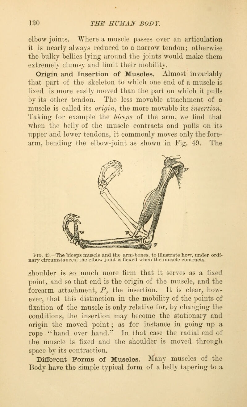 elbow joints. Where a muscle passes over an articulation it is nearly always reduced to a narrow tendon; otherwise the bulky bellies lying around the joints would make them extremely clumsy and limit their mobility. Origin and Insertion of Muscles, Almost invariably that part of the skeleton to which one end of a muscle ia fixed is more easily moved than the part on which it pulls by its other tendon. The less movable attachment of a muscle is called its origin, the more movable its insertion. Taking for example the biceps of the arm, we find that when the belly of the muscle contracts and pulls on its upper and lower tendons, it commonly moves only the fore- arm, bending the elbow-joint as shown in Fig. 49. The iia. 40.—The biceps muscle and the arm-bones, to illustrate ho\v, imder ordi- nary circumstances, the elbow joint is flexed when the muscle contracts. shoulder is so much more firm that it serves as a fixed point, and so that end is the origin of the muscle, and the forearm attachment, P, the insertion. It is clear, how- ever, that this distinction in the mobility of the points of fixation of the muscle is only relative for, by changing the conditions, the insertion may become tlie stationary and origin the moved point; as for instance in going up a rope hand over hand. In that case the radial end of the muscle is fixed and the shoulder is moved through space by its contraction. Different Forms of Muscles. Many muscles of the Body have the simple typical form of a belly tapering to a