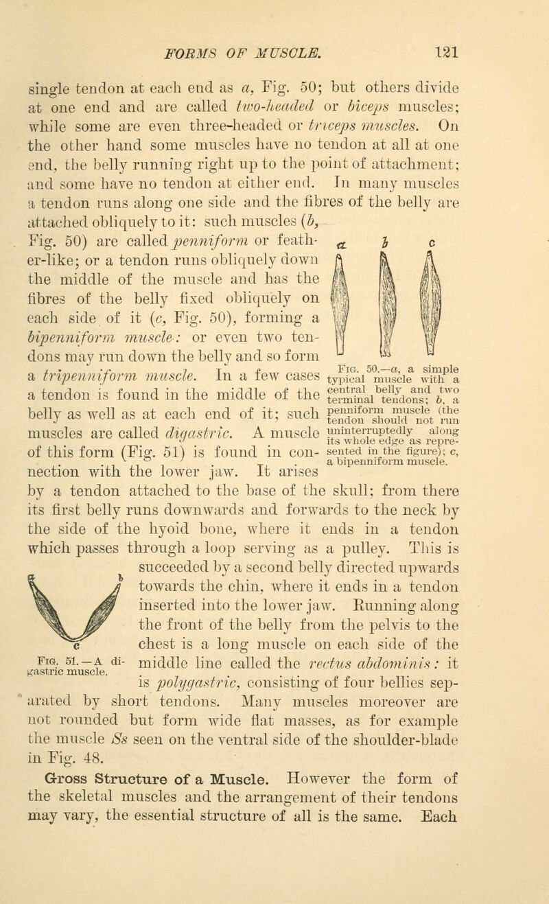 single tendon at each end as a, Fig. 50; but others divide at one end and are called two-headed or bleeps muscles; while some are even three-headed or triceps muscles. On the other hand some muscles have no tendon at all at one end, the belly running right up to the point of attachment; and some have no tendon at either end. In many muscles a tendon runs along one side and the fibres of the belly are attached obliquely to it: such muscles {b, Fig. 50) are coXieA ^^enniform or feath- er-like; or a tendon runs obliquely down the middle of the muscle and has the fibres of the belly fixed obliquely on each side of it (c, Fig. 50), forming a hipennifonn muscle: or even two ten- dons may run down the belly and so form a tripeimiform muscle. In a few cases a tendon is found in the middle of the terminal teudons; belly as well as at each end of it; such S^^'-.^oukf not/™n muscles are called digastric. A muscle uninterruptedly along '' . Its whole edge as repre- Of this form (Fig. 51) is found in con- seuted in the figure); c, . , T I . T • ^ bipennirorm muscle. nection with the lower jaw. It arises by a tendon attached to the base of the skull; from there its first belly runs downwards and forwards to the neck by the side of the hyoid bone, where it ends in a tendon which passes through a loop serving as a pulley. This is succeeded by a second belly directed upwards towards the chin, where it ends in a tendon inserted into the lower jaw. Eunning along the front of the belly from the pelvis to the chest is a long muscle on each side of the middle line called the rectus ahdominis: it is polygastric, consisting of four bellies sep- arated by short tendons. Many muscles moreover are not rounded but form wide flat masses, as for example the muscle Ss seen on the ventral side of the shoulder-blade in Fig. 48. Gross Structure of a Muscle. However the form of the skeletal muscles and the arrangement of their tendons may vary, the essential structure of all is the same. Each c Fig. 51. —a di- gastric muscle.