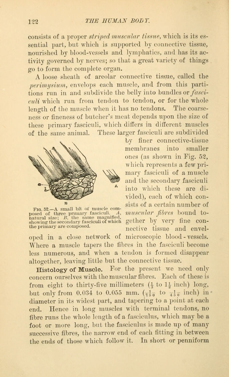 consists of a proper striped muscular tissue. Avliich is its es- sential part, but which is supported by connective tissue, nourished by blood-vessels and lymphatics, and lias its ac- tivity governed by nerves; so that a great variety of things go to form the complete organ. A loose sheath of areolar connective tissue, called the penmysium, envelops each muscle, and from this parti- tions run in and subdivide the belly into hnndhs or fasci- culi which run from tendon to tendon, or for the whole length of the muscle when it has no tendons. Tlie coarse- ness or fineness of butcher's moat depends upon the size of these primary fasciculi, which differs in different muscles of the same animal. These larger fasciculi are subdivided by finer connective-tissue membranes into smaller ones (as shown in Fig. 52, which represents a few pri- mary fasciculi of a muscle and the secondary fasciculi into which these are di- vided), each of which cou- ^ sists of a certain number of Fig. 52.—a small bit ol muscle com- posed of three pnmaiT fasciculi. A, mUSCUkir JlOreS DOUnd to- natural size; B. the same magnified, ii t r. showing the secondary fasciculi of which gether by TCry fine COn- the primary are composed. nectivB tissue and envel- oped in a close network of microscopic blood - vessels. Where a muscle tapers the fibres in the fasciculi become less numerous, and when a tendon is formed disappear altogether, leaving little but the connective tissue. Histology of Muscle. For the present we need only concern ourselves with the muscular fibres. Each of these is from eight to thirty-five millimeters (^ to 1\ inch) long, but only from 0.034 to 0.055 mm. (y|o to j\^ inch) in* diameter in its widest part, and tapering to a point at each end. Hence in long muscles witli terminal tendons, no fibre runs the whole length of a fasciculus, which may be a foot or more long, but the fasciculus is made up of many successive fibres, the narrow end of each fitting in between the ends of those which follow it. In short or penniform