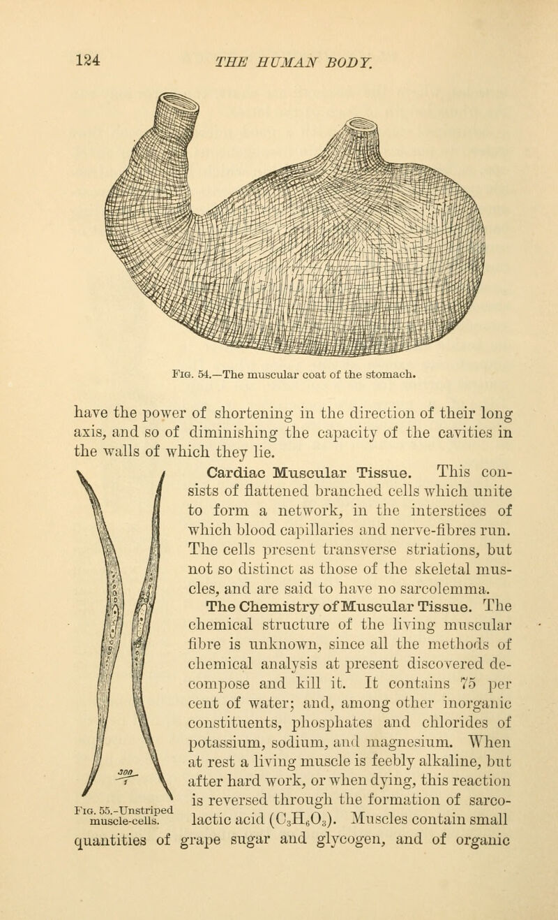 Fig. 54.—The muscular coat of the stomach. have the power of shortening in the direction of their long axis, and so of diminishing the capacity of the cavities in the walls of which they lie. Cardiac Muscular Tissue. This con- sists of flattened branched cells which unite to form a network, in the interstices of which blood capillaries and nerve-fibres run. The cells present transverse striations, but not so distinct as those of the skeletal mus- cles, and are said to have no sarcolemma. The Chemistry of Muscular Tissue. The chemical structure of the living muscular fibre is unknown, since all the methods of chemical analysis at present discovered de- compose and kill it. It contains 75 per cent of water; and, among other inorganic constituents, phosphates and chlorides of potassium, sodium, and magnesium. When at rest a living muscle is feebly alkaline, but after hard work, or when dying, this reaction is reversed through the formation of sarco- lactic acid (CaHeO^). Muscles contain small quantities of grape sugar and glycogen, and of organic Fig. 55.-Unstriped muscle-cells.