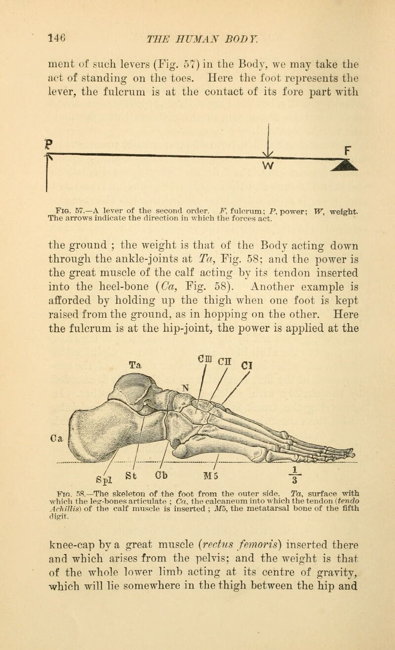 ment of such levers (Fig. 57) in tlie Body, we may take the act of standing on the toes. Here the foot rejjresents the lever, the fulcrum is at the contact of its fore part with P fT -^ W Fig. 57.—a lever of the second order. F. fulerum; P, power; The arrows indicate the direction in which the forces act. PF, weight. the ground ; the weight is that of the Body acting down through the ankle-joints at Ta, Fig. 58; and the power is the great muscle of the calf acting by its tendon inserted into the heel-bone {Ca, Fig. 58). Another example is afforded by holding up the thigh when one foot is kept raised from the ground, as in hopping on the other. Here the fulcrum is at the hip-joint, the power is aj^plied at the em en Fif}. .'iS.—The skeleton of the foot from the outer side. Ta, surface with which the leer-bones articulate ; Ca, the calcaneum into which the tendon itendo Achillis) of the calf muscle is inserted ; Mb, the metatarsal bone of the fifth diRit. knee-cap by a great muscle {redus femoris) inserted there and which arises from the pelvis; and the weight is that of the whole lower limb acting at its centre of gravity, which will lie somewhere in the thigh between the hip and