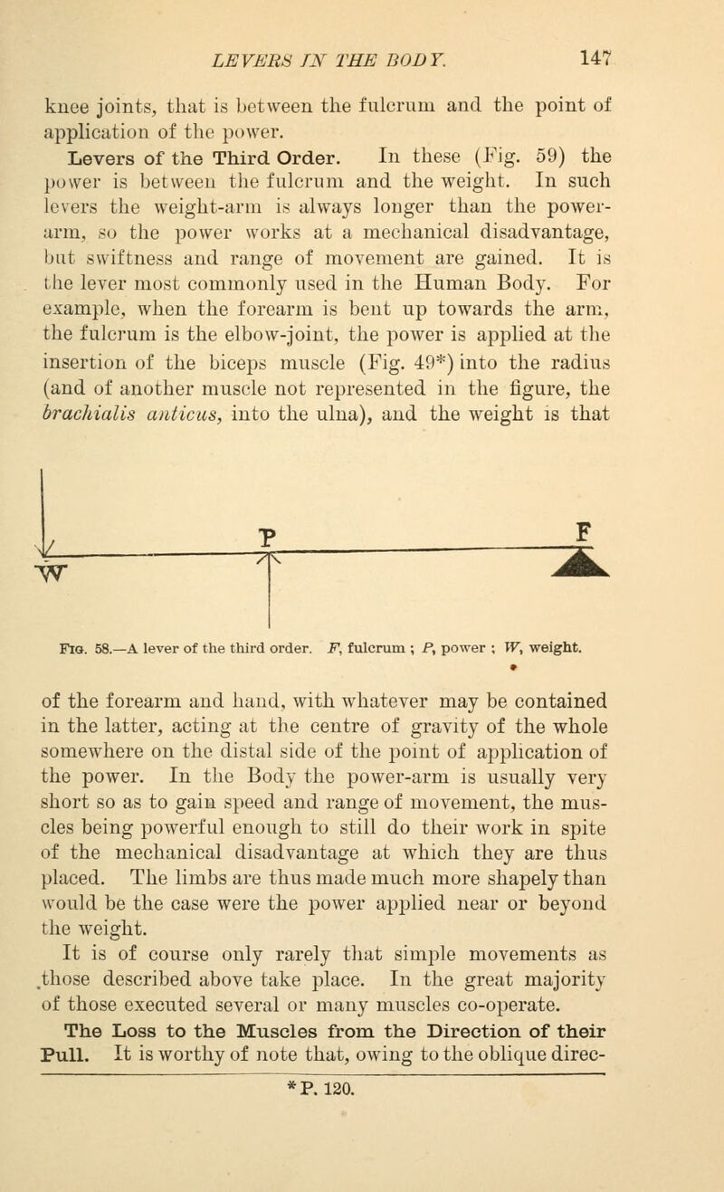 knee joints, that is between the fulcrum and the point of application of the power. Levers of the Third Order. In these (Fig. 59) the power is between the fulcrum and the weight. In such levers the weight-arm is always longer than the power- arm, so the power works at a mechanical disadvantage, but swiftness and range of movement are gained. It is the lever most commonly used in the Human Body. For example, when the forearm is bent up towards the arm, the fulcrum is the elbow-joint, the power is applied at the insertion of the biceps muscle (Fig. 49*) into the radius (and of another muscle not represented in the figure, the hracliialis anticus, into the ulna), and the weight is that ']L yr 'VfT Fig. 58.—a lever of the third order. F, fulcrum ; P, power ; W, weight. of the forearm and hand, with whatever may be contained in the latter, acting at the centre of gravity of the whole somewhere on the distal side of the point of application of the power. In the Body the power-arm is usually very short so as to gain speed and range of movement, the mus- cles being powerful enough to still do their work in spite of the mechanical disadvantage at which they are thus placed. The limbs are thus made much more shapely than would be the case were the jjower applied near or beyond the weight. It is of course only rarely that simple movements as ,those described above take place. In the great majority of those executed several or many muscles co-operate. The Loss to the Muscles from the Direction of their Pull. It is worthy of note that, owing to the oblique direc- —— * p. 120. ~