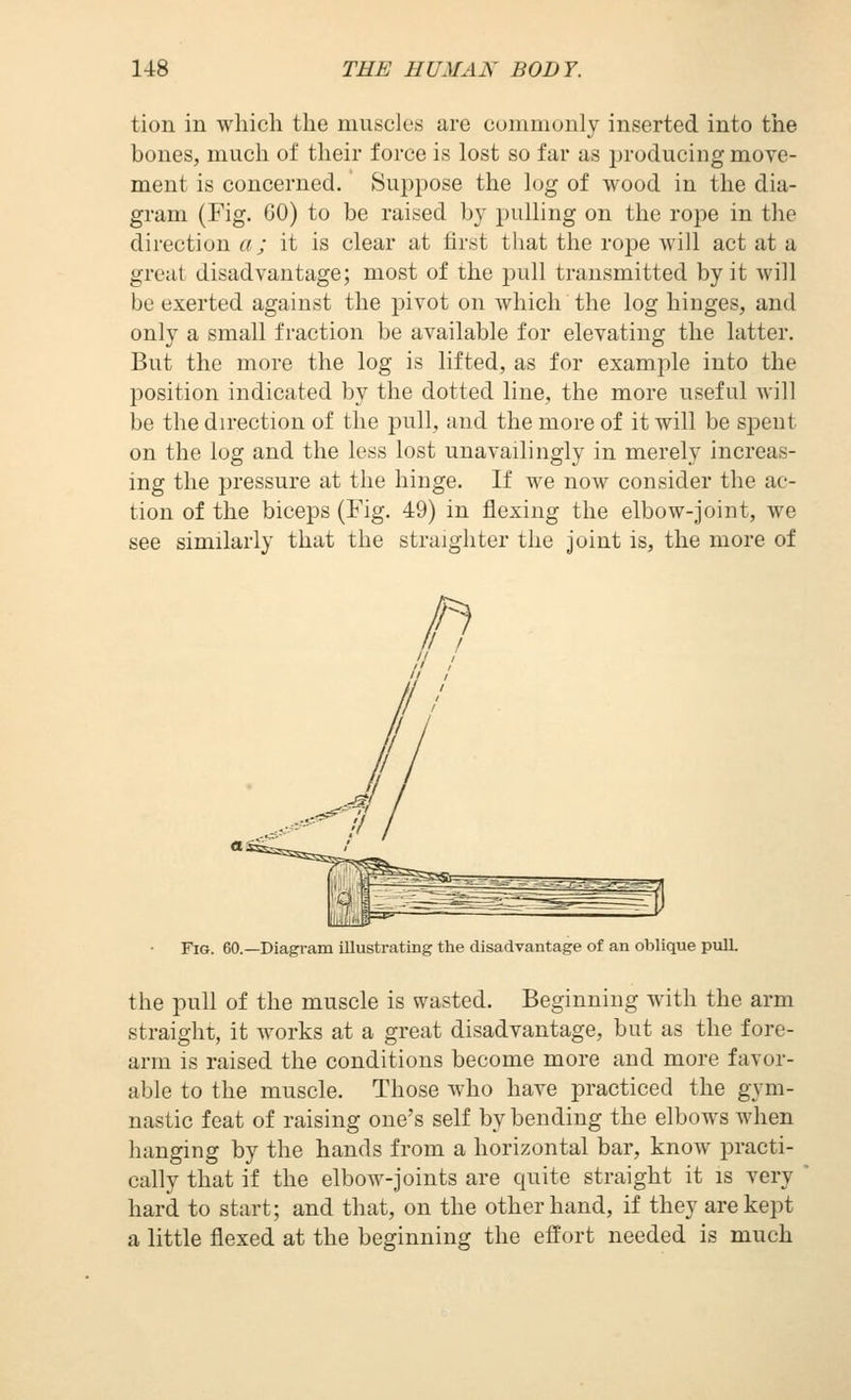 tion in which the muscles are coniniunly inserted into the bones, much of their force is lost so far as producing move- ment is concerned. Suppose the log of wood in the dia- gram (Fig. 60) to be raised by pulling on the rope in the direction a; it is clear at first that the rope will act at a great disadvantage; most of the pull transmitted by it will be exerted against the pivot on which the log hinges, and only a small fraction be available for elevating the latter. But the more the log is lifted, as for example into the position indicated by the dotted line, the more useful will be the direction of the pull, and the more of it will be spent on the log and the less lost unavailingly in merely increas- ing the pressure at the hinge. If we now consider the ac- tion of the biceps (Fig. 49) in flexing the elbow-joint, we see similarly that the straighter the joint is, the more of Fig. 60.—Diagram illustrating the disadvantage of an oblique pull. the pull of the muscle is wasted. Beginning with the arm straight, it works at a great disadvantage, but as the fore- arm is raised the conditions become more and more favor- able to the muscle. Those who have practiced the gym- nastic feat of raising one's self by bending the elbows when hanging by the hands from a horizontal bar, know practi- cally that if the elbow-joints are quite straight it is very hard to start; and that, on the other hand, if they are kept a little flexed at the beginning the effort needed is much