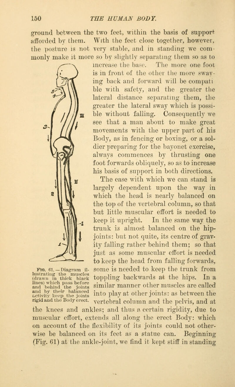 I, 7 I ground between the two feet, within the basis of support afforded by them. With the feet close together, however, the i)osture is not very stable, and in standing we com- monly make it more so by slightly separating them so as to increase the base. The more one foot is in front of the other the more sway- ing back and forward will be com pat i ble with safety, and the greater the lateral distance separating them, the greater the lateral sway which is possi- ble without falling. Consequently we see that a man about to make great movements with the upper part of his Body, as in fencing or boxing, or a sol- dier preparing for the bayonet exercise, always commences by thrusting one foot forwards obliquely, so as to increase his basis of support in both directions. The ease with which we can stand is largely dependent upon the way in which the head is nearly balanced on the top of the vertebral column, so that but little muscular effort is needed to keep it upright. In the same way the trunk is almost balanced on the hip- joints: but not quite, its centre of grav- ity falling rather behind them; so that just as some muscular effort is needed to keep the head from falling forwards, FiGf. 61.—Diagram ii- some is needed to keep the trunk from lustratiiig the muscles , ■>• ■> •> -i xxii- t (drawn in thick black topplmg backwards at the hips. In a ^rb^'ehind ^thf YointI similar manner other muscles are called ^cHvi'Jy keep the^S into play at other joints: as between the rigid and the Body erect, ygrtebral column and the pelvis, and at the knees and ankles; and thus a certain rigidity, due to muscular effort, extends all along the erect Body: which on account of the flexibility of its joints could not other- wise be balanced on its feet as a statue can. Beginning (Fig. 61) at the ankle-joint, we find it kept stiff in standing W