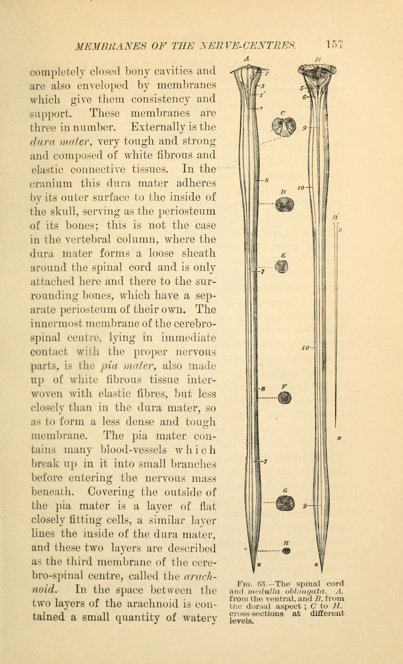 MEMBRANES OF THE XERVE-CENTRES. 15? completely closed bony cavities and are also enveloped by membranes wliicli give tliem consistency and support. These membranes are three in number. Externally is the dura mater, very tough and strong and composed of white fibrous and elastic connective tissues. In the cranium this dura mater adheres by its outer surface to the inside of the skull, serving as the periosteum of its bones; this is not the case in the vertebral column, where the dura mater forms a loose sheath around the spinal cord and is only attached here and there to the sur- rounding bones, which have a sep- arate ]3eriosteum of their own. The innermost membrane of the cerebro- spinal centre, lying in immediate contact with the proper nervous parts, is the j*;ia mater, also made up of white fibrous tissue inter- woven with elastic fibres, but less closely than in the dura mater, so as to form a less dense and tough membrane. The pia mater con- tains many blood-vessels which break up in it into small branches before entering the nervous mass beneath. Covering the outside of the pia mater is a layer of flat closely fitting cells, a similar layer lines the inside of the dura mater, and these two layers are described as the third membrane of the cere- bro-spinal centre, called the arach- . , T j_i 1 ; ,1 FiR- 63.—The spinal cord noia. in the space between the an.i meduiia oblongata, a. (.,„„ 1 „ J? J.1 1 -1 ■ from the ventral, and 5, from two layers of the arachnoid is con- tue dor.sai aspect; c to h. tained a small quantity of watery fevlfs.'^''^ ^^ ^^'''''^