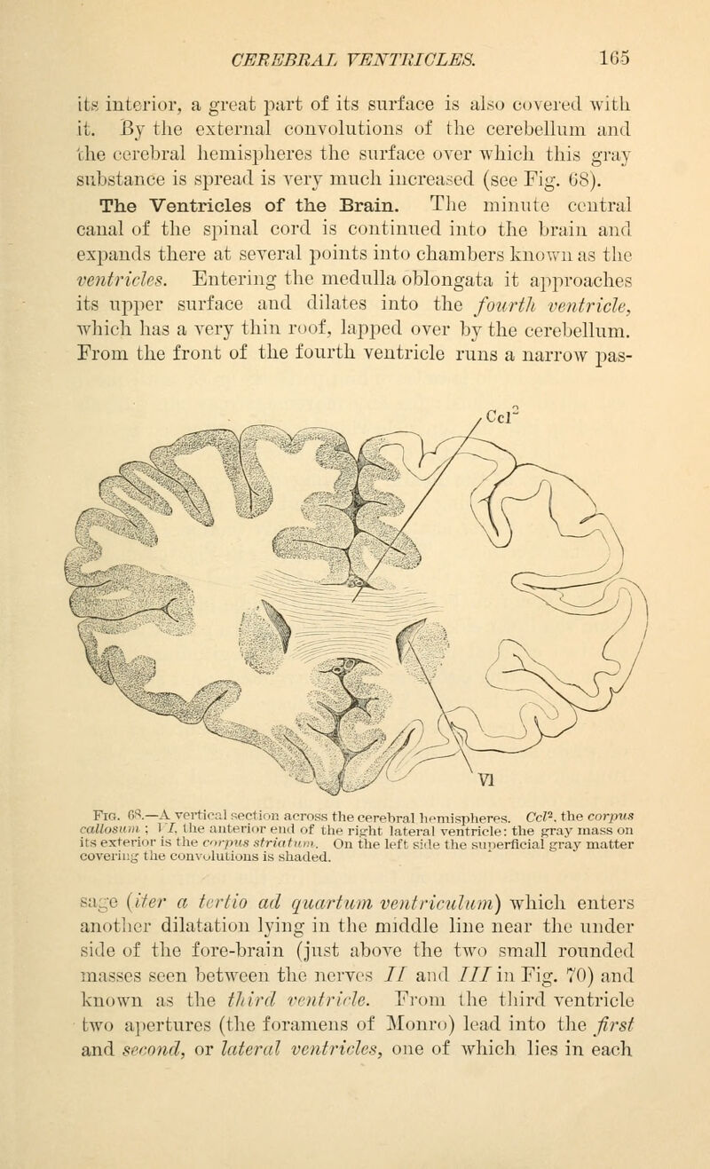 CEREBRAL VENTRICLES. 1G5 its interior, a great part of its surface is also covei'ed with it. By tlie external convolutions of the cerebellum and the cerebral hemispheres the surface over which this gray substance is spread is very much increased (see Fig. 68). The Ventricles of the Brain. The minute central canal of the spinal cord is continued into the brain and exjaands there at several points into chambers known as the ventricles. Entering the medulla oblongata it approaches its upper surface and dilates into the fourtli ventricle, which has a very thin roof, lapped over by the cerebellum. From the front of the fourth ventricle runs a narrow pas- Ccr Fig. 68.—a vertical section across the cerebral hemispheres. Ccl^. the corpus callosum ; IT, the anterior end of the riisrht lateral ventricle: the gray mass on its exterior is the corpus striatum. On the left side the superficial gray matter covei'iiig the convolutions is shaded. sage (ifer a tciiio ad qiiartum ventriculurn) Avhicli enters another dilatation lying in the middle line near the under side of the fore-brain (just above the two small rounded masses seen between the nerves // and III in Fig. 70) and known as the tliird ventricle. From the third ventricle two apertures (the foramens of Monro) lead into the first and second, or lateral ventricles, one of which lies in each