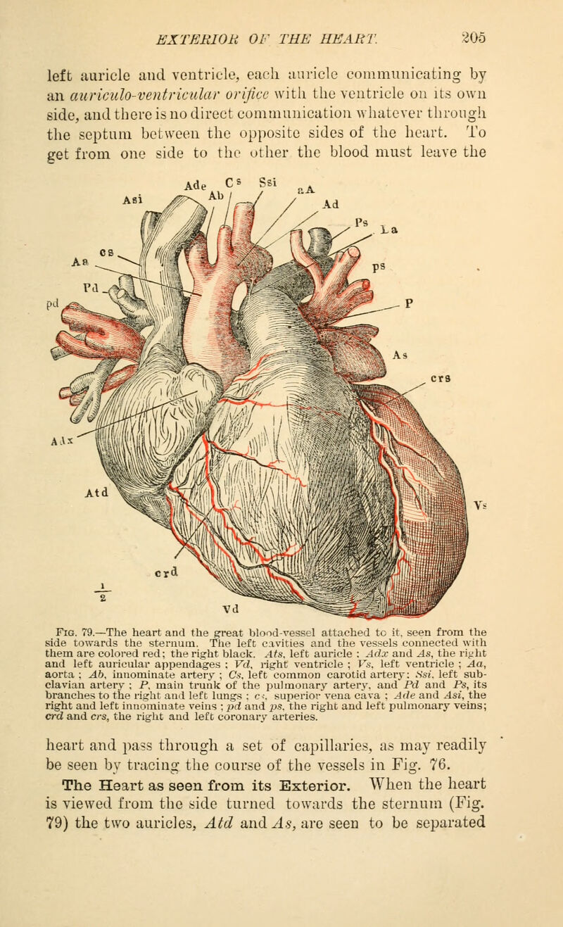 left auricle and ventricle, each auricle communicating by an auriculo-ventricular orifice witli the ventricle on its own side, and there is no direct communication whatever tlirough the septum between the opposite sides of the heart. To get from one side to the other the blood must leave the Fig. 79.—The heart and the great blood-vessel attached to it. seen from the side towards the sternum. The left cavities and the vessels connected with them are colored red; the right black. Ats. left auricle : Adx and As, the ri-jht and left auricular appendages ; Vd, right ventricle ; Vs. left ventricle ; Aa, aorta : Ab, innominate artery ; Cs, left common carotid artery: Ssi. left sub- clavian artery ; P. main trunk of the i^ulmonary artery, and Pd and Ps, its branches to the right and left lungs : <?-•. superior vena cava : Ade and Asi, the right and left innominate veins ; pd and p.s, the right and left pulmonary veins; crd and crs, the right and left coronary arteries. heart and pass through a set of capillaries, as may readily be seen by tracing tlie course of the vessels in Fig. 76. The Heart as seen from its Exterior. When the heart is viewed from the side turned towards the sternum (Fig. 79) the two auricles, Atd andyl.s, are seen to be separated