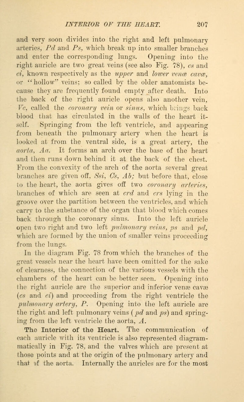 and very soon divides into the right and left pulmonary arteries, Pel and Ps, which break up into smaller branches and enter the corresponding lungs. Opening into the right auricle are two great veins (see also Fig. 78), cs and ci, known respectively as the upper and lower vence cavce, or *'hollow veins: so called by the older anatomists be- cause they are frequently found empty after deatli. Into the back of the right auricle opens also another vein, Vc, called the coronary vein or sinus, which biings back blood that has circulated in the walls of the heart it- self. Springing from the left ventricle, and appearing from beneath the pulmonary artery when the heart is looked at from the ventral side, is a great artery, the aorta, Aa. It forms an arch over the base of the heart and then runs down behind it at the back of the chest. From the convexity of the arch of the aorta several great branches are given off, Ssi, Cs, Ah; but before that, close to the heart, the aorta gives off two coronary arteries, branches of which are seen at crd and crs lying in the groove over the partition between the ventricles, and which carry to the substance of the organ that blood which comes back through the coronary sinus. Into the left auricle open two right and two left pidmonary veins, ps and pd, which are formed by the union of smaller veins proceeding from the lungs. In the diagram Fig. 78 from which the branches of the great vessels near the heart have been omitted for the sake of clearness, the connection of the various vessels with the chambers of the heart can be better seen. Opening into the right auricle are the superior and inferior venas cavse {cs and ci) and proceeding from the right ventricle the pulmonary a7'tery, P. Opening into the left auricle are the right and left pulmonary veins {jjd andps) and spring- ing from the left ventricle the aorta, A. The Interior of the Heart. The communication of each auricle with its ventricle is also represented diagram- matically in Fig. 78, and the valves which are present at those points and at the origin of the pulmonary artery and that of the aorta. Internally the auricles are f(jr the most