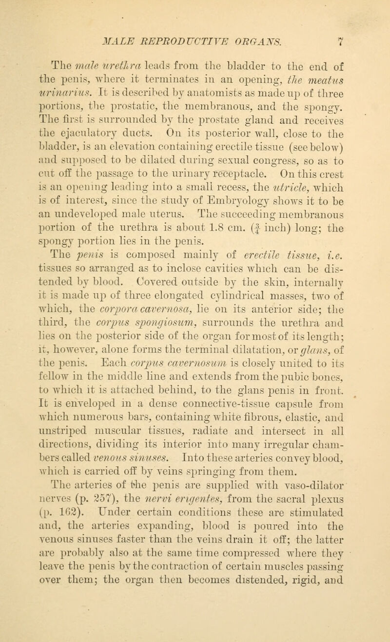 The male urethra leads from tlie bladder to the end of the penis, where it terminates in an opening, the meatus ^trinarius. It is described by anatomists as made \\]) of three portions, the prostatic, the membranous, and the spongy. The first is surrounded by the prostate gland and receives the ejacuhitory ducts. On its posterior wall, close to the bUidder, is an elevation containing erectile tissue (see below) and supposed to be dilated during sexual congress, so as to cut off the jiassage to the urinary receptacle. On this crest is an opening leading into a small recess, the utricle, which is of interest, since the study of Embryology shows it to be an undeveloped male uterus. The succeeding membranous l^ortion of the urethra is about 1.8 cm. (f inch) long; the spongy portion lies in the penis. The penis is composed mainly of erectile tissue, i.e. tissues so arranged as to inclose cavities which can be dis- tended by blood. Covered outside by the skin, interualJy it is made up of three elongated cylindrical masses, two of which, the corpora cavernosa, lie on its anterior side; the third, the corpus spongiosum, surrounds the urethra and lies on the posterior side of the organ for most of its length; it, however, alone forms the terminal dilatation, ov glans, of the penis. Each corpus cavernosum is closely united to its fellow in the middle line and extends from the pubic bones, to which it is attached behind, to the glans penis in front. It is enveloped m a dense connective-tissue capsule from which numerous bars, containing white fibrous, elastic, and unstriped muscular tissues, radiate and intersect in all directions, dividing its interior into many irregular cham- bers called venous sinuses. Into these arteries convey blood, which is carried off by veins springing from them. The arteries of the penis are supplied with vaso-dilator nerves (p. 257), the nervi erigentes, from the sacral plexus ([). 1G2). Under certain conditions these are stimulated and, the arteries expanding, blood is poured into the venous sinuses faster than the veins drain it off; the latter are probably also at the same time compressed where they leave the penis by the contraction of certain muscles passing over them; the organ then becomes distended, rigid, and