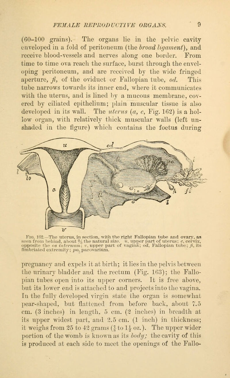 (60-100 grains). The organs lie in the pelyic cavity enveloped in a fold of peritonenm (the hroad ligament), and receive blood-vessels and nerves along one border. From time to time ova reach the surface, burst through the envel- oping peritoneum, and are received by the wide fringed aperture, Ji, of the oviduct or Fallopian tube, od. This tube narrows towards its inner end, where it communicates Avith the uterus, and is lined Ity a mucous membrane, cov- ered by ciliated epithelium; plain muscular tissue is also developed in its wall. The uterus {a, c, Fig. 163) is a hol- low organ, with relatively tliick muscular walls (left un- shaded in the figure) which contains the foetus during Fig. 102.—The uterus, in section, witti the right Fallopian tube and ovary, as seen from behind, about % the natural size, w, upper part of uterus: c, cervix, opposite the ns infernum; r, upper part of vagina; od. Fallopian tube; Ji, its fimbriated extremity; po, parovarium. pregnancy and exjiels it at birth; it lies in the pelvi.s between the urinary bladder and the rectum (Fig. 163); the Fallo- jnan tubes open into its upper corners. It is free above, but its lower end is attached to and projects into the vagina. In the fully developed virgin state the organ is somewhat pear-shaped, but flattened from before back, about 7.5 cm. (3 inches) in length, 5 cm. (2 incites) in breadth at its upper widest part, and 2.5 cm. (1 inch) in thickness; it weighs from 25 to 42 grams (|-to 1^ oz.). The upper wider portion of the womb is known as its bodi/; the cavity of this is produced at each side to meet the openings of the Fallo-