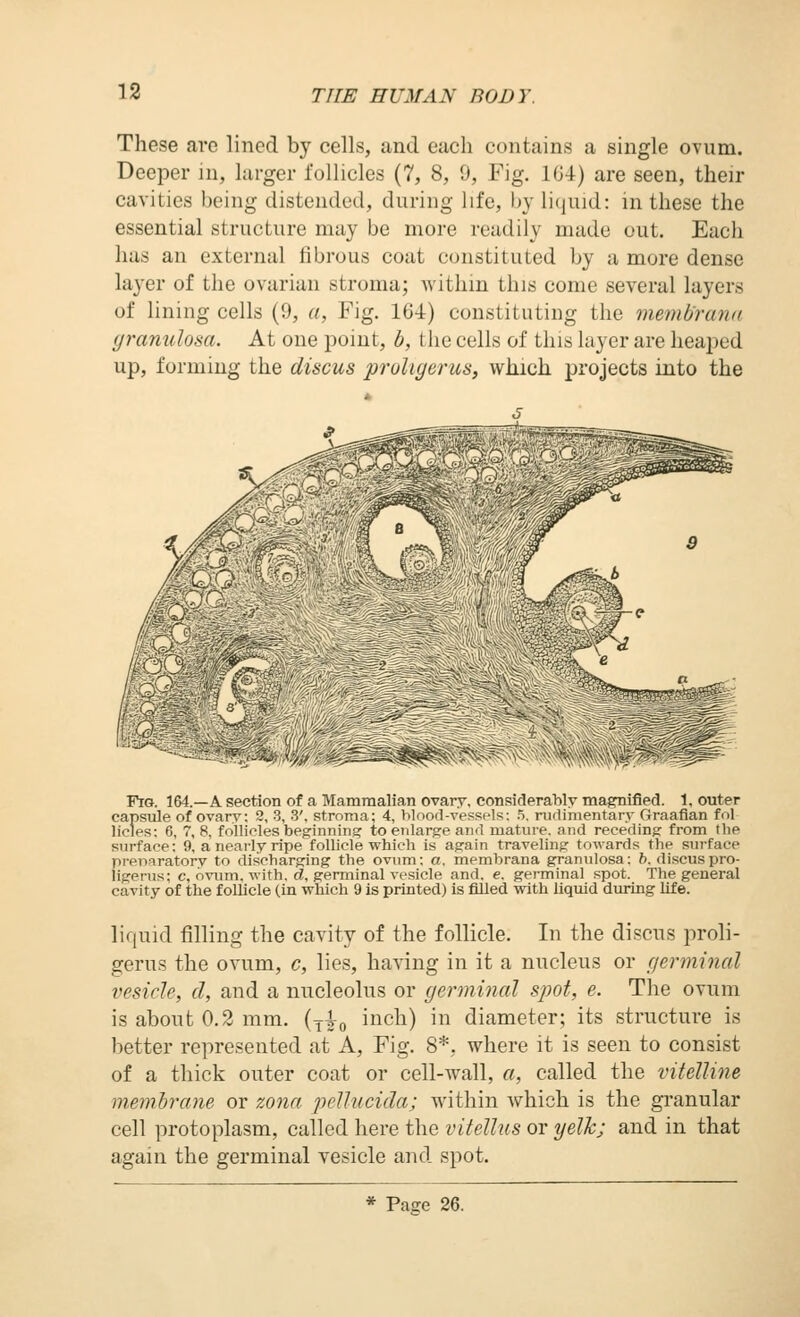 These arc lined by cells, and each contains a single OTum. Deeper in, larger follicles (7, 8, 9, Fig. 1G4) are seen, their cavities being distended, during life, by liquid: in these the essential structure may be more readily made out. Each has an external fibrous coat constituted by a more dense layer of the ovarian stroma; within this come several layers of lining cells (9, a, Fig. 164) constituting the memb'rana granulosa. At one point, b, the cells of this layer are heaped up, forming the discus proligerus, which projects into the Fig. 164.—a section of a Mammalian ovary, considerably magnified. 1, outer capsule of ovary; 2, 3, 3'. stroma; 4, blood-vessels: .5. nirtimentary Graafian fol licles: 6, 7, 8, follicles beginning to enlarge and matnre. and rece'ding from the surface: 9, a nearly ripe follicle which is again traveling towards the surface preparatory to discharging the ovum; a. membrana granulosa: ?>. discuspro- ligerus; c, ovimi. with, d, germinal vesicle and. e. geiminal spot. The general cavity of the follicle (in which 9 is printed) is flUed with liquid during life. liquid filling the cavity of the follicle. In the discus proli- gerus the ovum, c, lies, having in it a nucleus or germinal vesicle, d, and a nucleolus or germinal spot, e. The ovum is about 0.2 mm. (y^g inch) in diameter; its structure is better represented at A, Fig. 8*, where it is seen to consist of a thick outer coat or cell-wall, a, called the viteUine membrane or zona pellucida; within Avhich is the granular cell protoplasm, called here the vitellus or yelk; and in that again the germinal vesicle and spot. * Page 26.