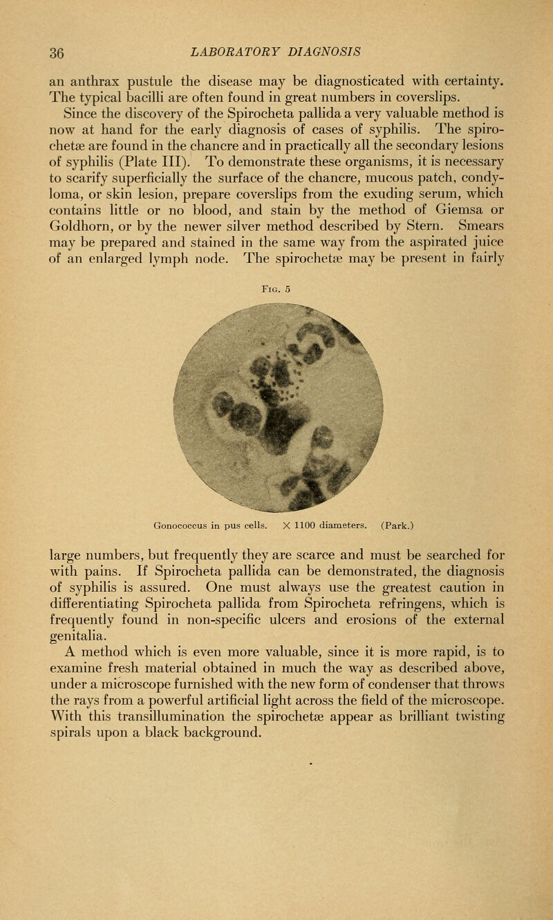 an anthrax pustule the disease may be diagnosticated with certainty. The typical bacilli are often found in great numbers in coverslips. Since the discovery of the Spirocheta pallida a very valuable method is now at hand for the early diagnosis of cases of syphilis. The spiro- chetse are found in the chancre and in practically all the secondary lesions of syphilis (Plate III). To demonstrate these organisms, it is necessary to scarify superficially the surface of the chancre, mucous patch, condy- loma, or skin lesion, prepare coverslips from the exuding serum, which contains little or no blood, and stain by the method of Giemsa or Goldhorn, or by the newer silver method described by Stern. Smears may be prepared and stained in the same way from the aspirated juice of an enlarged lymph node. The spirochetse may be present in fairly Fig. 5 Gonococcus in pus cells. X 1100 diameters. (Park.) large numbers, but frequently they are scarce and must be searched for with pains. If Spirocheta pallida can be demonstrated, the diagnosis of syphilis is assured. One must always use the greatest caution in differentiating Spirocheta pallida from Spirocheta refringens, which is frequently found in non-specific ulcers and erosions of the external genitalia. A method which is even more valuable, since it is more rapid, is to examine fresh material obtained in much the way as described above, under a microscope furnished with the new form of condenser that throws the rays from a powerful artificial light across the field of the microscope. With this transillumination the spirochetse appear as brilliant twisting spirals upon a black background.