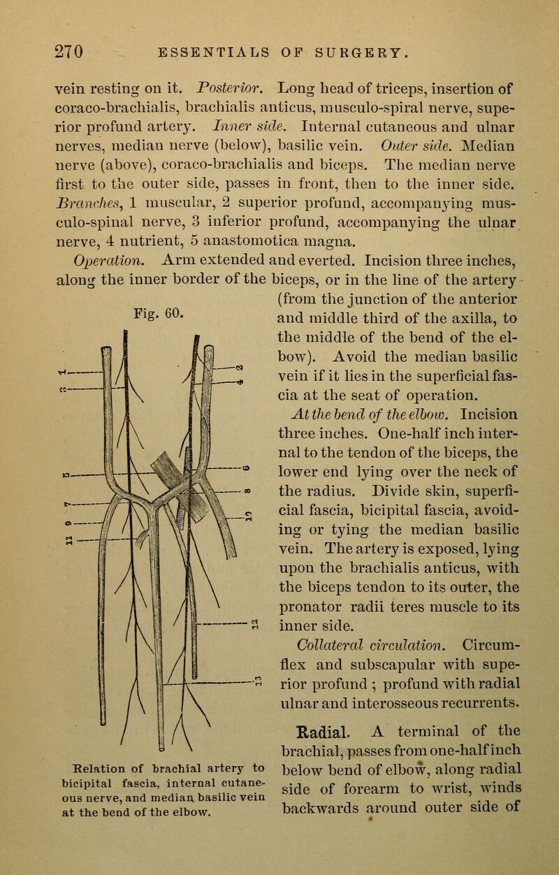 Fig. 60. vein resting on it. Posterior. Long head of triceps, insertion of coraco-brachialis, brachialis anticus, musculo-spiral nerve, supe- rior profund artery. Inner side. Internal cutaneous and ulnar nerves, median nerve (below), basilic vein. Outer side. Median nerve (above), coraco-brachialis and biceps. The median nerve first to the outer side, passes in front, then to the inner side. Branches^ 1 muscular, 2 superior profund, accompanying mus- culo-spinal nerve, 3 inferior profund, accompanying the ulnar nerve, 4 nutrient, 5 anastomotica magna. Operation. Arm extended and everted. Incision three inches, along the inner border of the biceps, or in the line of the artery - (from the junction of the anterior and middle third of the axilla, to the middle of the bend of the el- bovs^). Avoid the median basilic vein if it lies in the superficial fas- cia at the seat of operation. At the bend of the elbow. Incision three inches. One-half inch inter- nal to the tendon of the biceps, the lower end lying over the neck of the radius. Divide skin, superfi- cial fascia, bicipital fascia, avoid- ing or tying the median basilic vein. The artery is exposed, lying upon the brachialis anticus, with the biceps tendon to its outer, the pronator radii teres muscle to its inner side. Collateral circulation. Circum- flex and subscapular with supe- rior profund ; profund with radial ulnar and interosseous recurrents. Relation of brachial artery to bicipital fascia, internal cutane- ous nerve, and median basilic vein at the bend of the elbow. S,adial. A terminal of the brachial, passes from one-half inch below bend of elbow, along radial side of forearm to wrist, winds backwards around outer side of