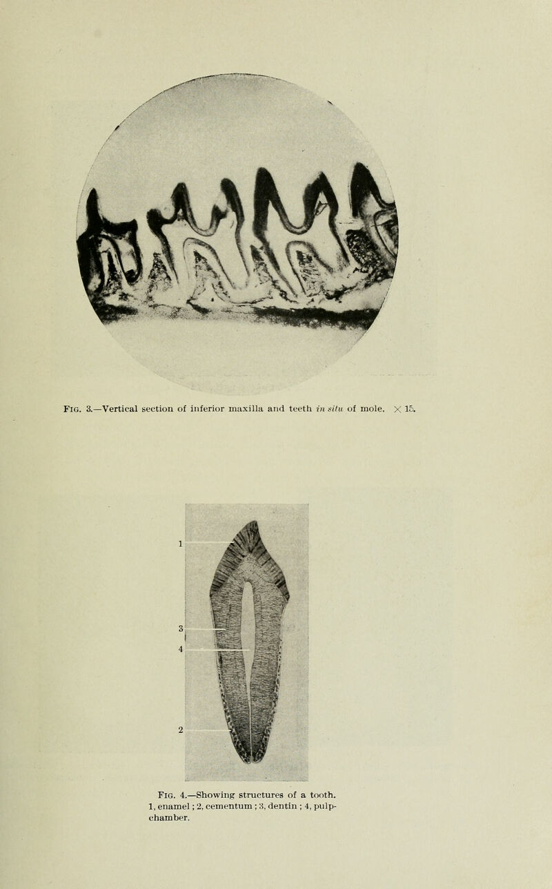 / Fig. 3.—Vertical section of inferior maxilla and teeth in tsitu of mole. X 15. Fig. 4.—Showing structures of a tooth. 1, enamel; 2, cementum ; 3, dentin ; 4, pulp- chamber.