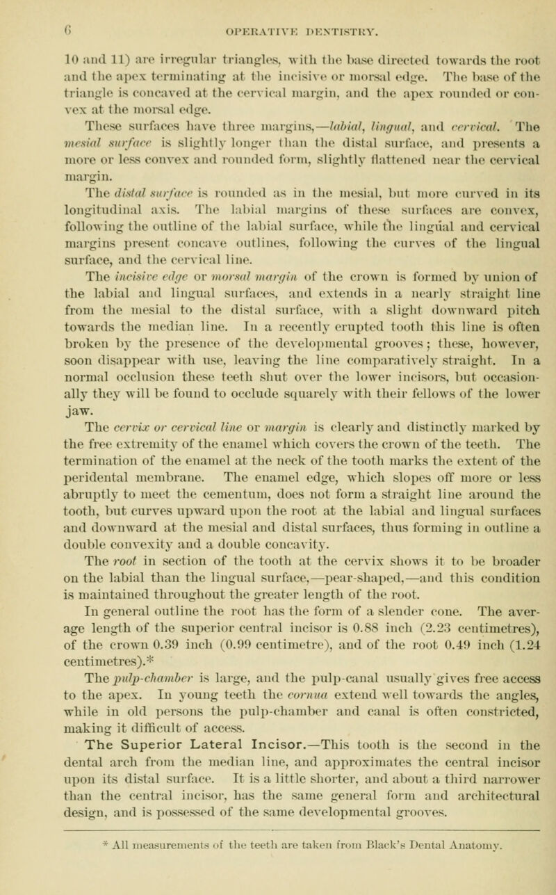 10 and 11) are irrofrnlar trian{rl«\s. witli tlio base directed towards the root and the apex terminating at the incisive or luoi-sid edge. Tlie base of tlie triangle is concaved at the cervical margin, and the apex rounded or con- vex at the morsal edge. Tliese snrfaces liave three margins,—I(ibi<(l, lingual, and ccrrical. The vtrsial surface is slightly longer than the distal surface, and i)resents a more or less convex and rounded form, sliglitly tlattened near the cervical margin. The distal surface is rounded as in the mesial, but more curved in its longitudinal axis. The labial margins of these surfaces are convex, following the outline of the labial surface, while tlu> lingual and cervical margins present concave outlines, following the curves of the lingual surface, and the cervical line. The incisive edge or morsal margin of the crown is formed by union of the labial and lingual surfaces, and extends in a nearly stiaight line from the mesial to the distal surface, with a slight downward pitch towards the median line. In a recently erupted tooth this line is often broken by the presence of the developmental grooves; thcvse, however, soon disappear with use, leaving the line comparatively straight. In a normal occlusion these teeth shut over the lower incisors, but occasion- ally they will be found to occlude squarely with their fellows of the lower jaw. The cervix or cervical line or margin is clearly and distinctly marked by the free extremity of the enamel which covers the crown of the teeth. The termination of the enamel at the neck of the tooth marks the extent of the peridental membrane. The enamel edge, which slopes off more or less abruptly to meet the cementum, does not form a straight line around the tooth, but curves upward upon the root at the labial and lingual surfaces and downward at the mesial and distal surfaces, thus forming in outline a double convexity and a double concavity. The root in section of the tooth at the cervix shows it to be broader on the labial than the lingual surface.—pear-shaped,—and this condition is maintained throughout the greater length of the root. In general outline the root has the form of a slender cone. The aver- age length of the superior central incisor is 0.88 inch (2.23 centimetres), of the crown 0.39 inch (0.99 centimetre), and of the root 0.49 inch (1.24 centimetres).* The jyulji-chamber is large, and the pulp-canal usually gives free access to the apex. In young teeth the cornua extend Avell towaids the angles, while in old persons the pulp-chamber and canal is often constricted, making it difficult of access. The Superior Lateral Incisor.—This tooth is the second in the dental arch from the median line, and approximates the central incisor upon its distal surface. It is a little shorter, and about a third narrower than the central incisor, has the same general form and architectural design, and is possessed of the same developmental grooves. * All measurements of the teeth are taken from Black's Dental Anatomy.