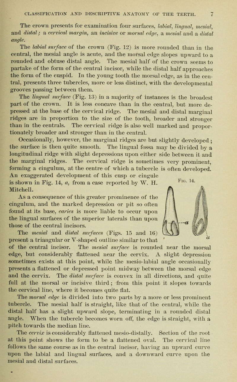 The crown presents for examination four surfaces, laUal, lingual, mesial, and distal; a cervical margin, an incisive or morsal edge, a mesial and a distal angle. The lahial surface of the crown (Fig. 12) is more rounded than in the central, the mesial angle is acute, and the morsal edge slopes upward to a rounded and obtuse distal angle. The mesial half of the crown seems to partake of the form of the central incisor, while the distal half approaches the form of the cuspid. In the young tooth the morsal edge, as in the cen- tral, presents three tubercles, more or less distinct, with the developmental grooves passing between them. The lingual surface (Fig. 13) in a majority of instances is the broadest part of the crown. It is less concave than in the central, but more de- pressed at the base of the cervical ridge. The mesial and distal marginal ridges are in proportion to the size of the tooth, broader and stronger than in the centrals. The cervical ridge is also well marked and propor- tionately broader and stronger than in the central. Occasionally, however, the marginal ridges are but slightly developed ; the surface is then quite smooth. The lingual fossa may be divided by a longitudinal ridge with slight depressions upon either side between it and the marginal ridges. The cervical ridge is sometimes very prominent, forming a cingulum, at the centre of which a tubercle is often developed. An exaggerated development of this cusp or cingule is shown in Fig. 14, a, from a case reported by W. H. ^^^' ^'*' MitcheU. As a consequence of this greater prominence of the cingulum, and the marked depression or pit so often found at its base, caries is more liable to occur upon the lingual surfaces of the superior laterals than upon those of the central incisors. The mesial and distal surfaces (Figs. 15 and 16) present a triangular or V-shaped outline similar to that of the central incisor. The mesial surface is rounded near the morsal edge, but considerably flattened near the cervix. A slight depression sometimes exists at this point, while the mesio-labial angle occasionally presents a flattened or depressed point midway between the morsal edge and the cervix. The distal surface is convex in all directions, and quite full at the morsal or incisive third; -from this point it slopes towards the cervical line, where it becomes quite flat. The morsal edge is divided into two parts by a more or less prominent tubercle. The mesial half is straight, like that of the central, while the distal half has a slight ui^ward slope, terminating in a rounded distal angle. When the tubercle becomes worn off, the edge is straight, with a pitch towards the median line. The cervix is considerably flattened mesio-distally. Section of the root at this point shows the form to be a flattened oval. The cervical line follows the same course as in the central incisor, having an upward curve upon the labial and lingual surfaces, and a downward curve upon the mesial and distal surfaces.
