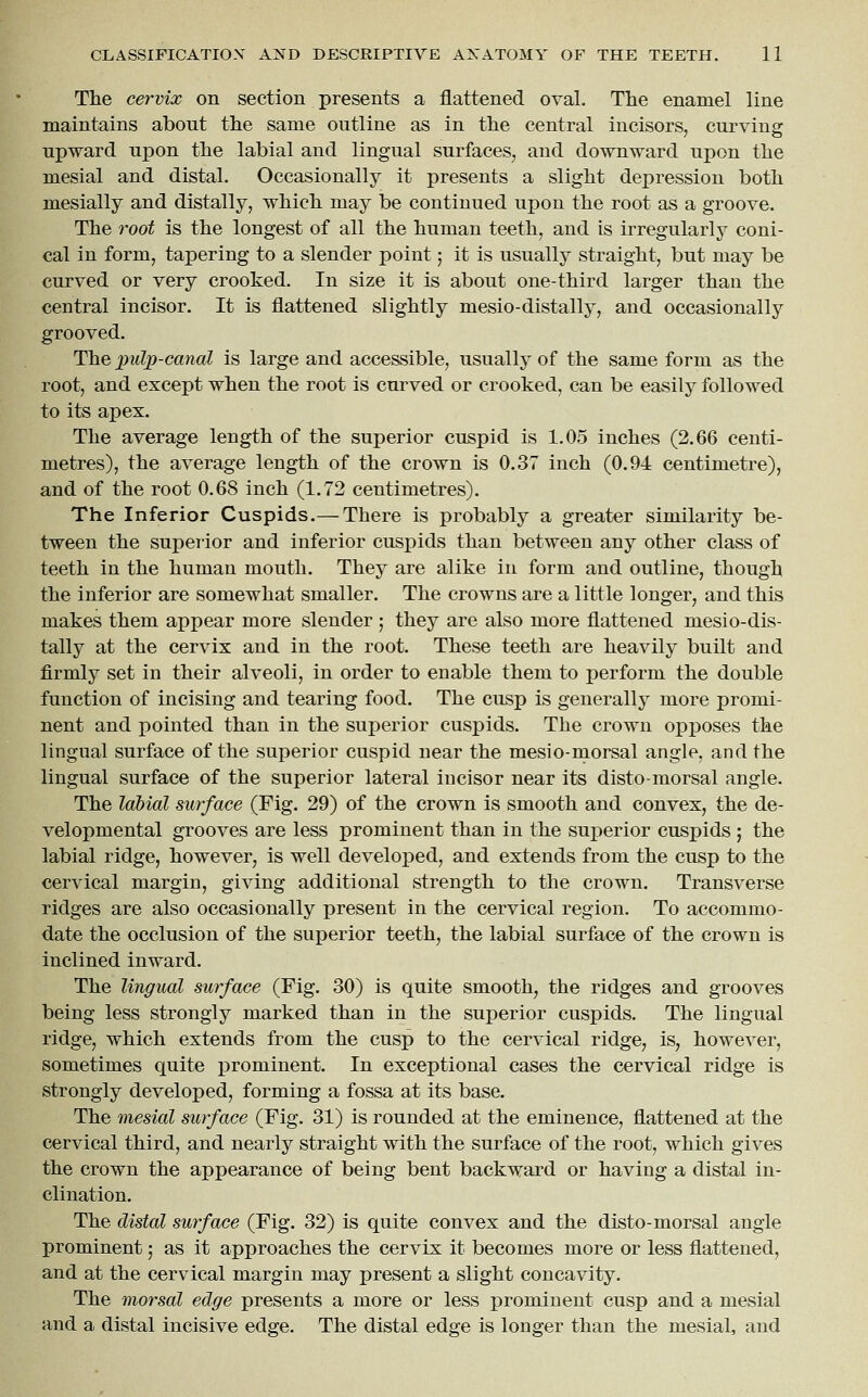 The cervix on section presents a flattened oval. The enamel line maintains about the same outline as in the central incisors, curving upward upon the labial and lingual surfaces, and downward upon the mesial and distal. Occasionally it presents a slight depression both mesially and distally, which may be continued upon the root as a groove. The root is the longest of all the human teeth, and is irregularly coni- cal in form, tapering to a slender point; it is usually straight, but may be curved or very crooked. In size it is about one-third larger than the central incisor. It is flattened slightly mesio-distally, and occasionally grooved. The pulp-canal is large and accessible, usually of the same form as the root, and except when the root is curved or crooked, can be easily followed to its apex. The average length of the superior cuspid is 1.05 inches (2.66 centi- metres), the average length of the crown is 0.37 inch (0.94 centimetre), and of the root 0.68 inch (1.72 centimetres). The Inferior Cuspids.— There is probably a greater similarity be- tween the superior and inferior cuspids than between any other class of teeth in the human mouth. They are alike in form and outline, though the inferior are somewhat smaller. The crowns are a little longer, and this makes them appear more slender ; they are also more flattened mesio-dis- tally at the cervix and in the root. These teeth are heavily built and firmly set in their alveoli, in order to enable them to perform the double function of incising and tearing food. The cusp is generally more promi- nent and pointed than in the superior cuspids. The crown opposes the lingual surface of the superior cuspid near the mesio-morsal angle, and the lingual surface of the superior lateral incisor near its disto-morsal angle. The labial surface (Fig. 29) of the crown is smooth and convex, the de- velopmental grooves are less prominent than in the superior cuspids ; the labial ridge, however, is well developed, and extends from the cusp to the cervical margin, giving additional strength to the crown. Transverse ridges are also occasionally present in the cervical region. To accommo- date the occlusion of the superior teeth, the labial surface of the crown is inclined inward. The lingual surface (Fig. 30) is quite smooth, the ridges and grooves being less strongly marked than in the superior cuspids. The lingual ridge, which extends from the cusp to the cervical ridge, is, however, sometimes quite prominent. In exceptional cases the cervical ridge is strongly developed, forming a fossa at its base. The mesial surface (Fig. 31) is rounded at the eminence, flattened at the cervical third, and nearly straight with the surface of the root, which gives the crown the appearance of being bent backward or having a distal in- clination. The distal surface (Fig. 32) is quite convex and the disto-morsal angle prominent 5 as it approaches the cervix it becomes more or less flattened, and at the cervical margin may present a slight concavity. The morsal edge presents a more or less prominent cusp and a mesial and a distal incisive edge. The distal edge is longer than the mesial, and