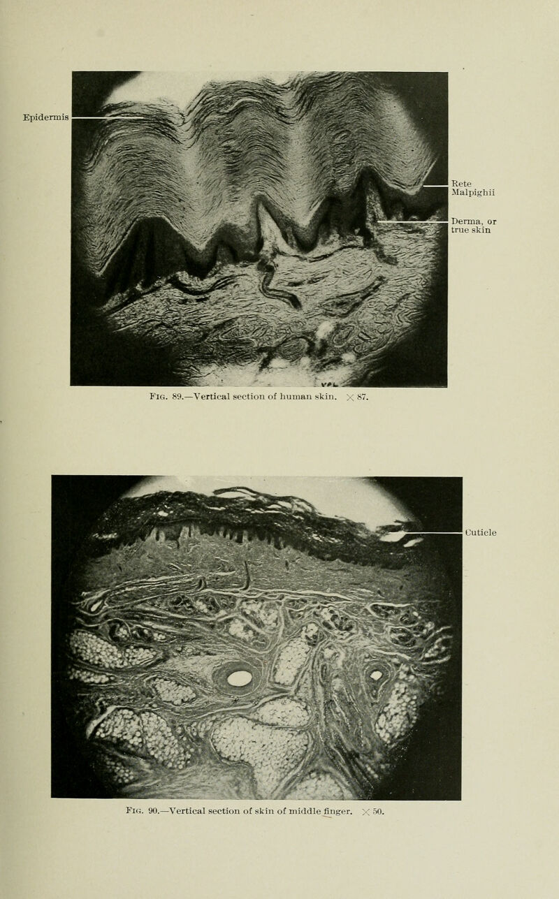 Epidermis Fig. 89.—Vertical section of human skin, x 87. Cuticle Fig. 90.—Vertical section of skin of middle finger. ,; oO.