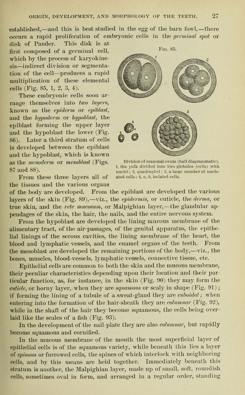 established,—and this is best studied in the egg of the barn fowl,—there occurs a rapid proliferation of embryonic cells in the germinal spot or disk of Pander Fig Division of mammal ovum (half diagrammatic). 1, the yolk divided into two globules (cells) 'with nuclei; 2, quadrupled ; 3, a large number of nucle- ated cells; 4, a, b, isolated cells. This disk is at first composed of a germinal cell, which by the process of karyokine- sis—indirect division or segmenta- tion of the cell—produces a rapid multiplication of these elemental cells (Fig. 85, 1, 2, 3, 4). These embryonic cells soon ar- range themselves into two layers, known as the epiderm or epiblast, and the hypoderm or hypoblast, the epiblast forming the upper layer and the hypoblast the lower (Fig. 86). Later a third stratum of cells is developed between the epiblast and the hypoblast, which is known as the mesoderm or inesoUast (Figs. 87 and 88). From these three layers all of the tissues and the various organs of the body are developed. From the epiblast are developed the various layers of the skin (Fig. 89),—viz., the epidermis, or cuticle, the derma, or true skin, and the rete mucosum, or Malpighian layer,—the glandular ap- pendages of the skin, the hair, the nails, and the entire nervous system. From the hypoblast are developed the lining mucous membrane of the alimentary tract, of the air-passages, of the genital apparatus, the epithe- lial linings of the serous cavities, the lining membrane of the heart, the blood and lymphatic vessels, and the enamel organs of the teeth. From the mesoblast are developed the remaining portions of the body,—viz., the bones, muscles, blood-vessels, lymphatic vessels, connective tissue, etc. Epithelial cells are common to both the skin and the mucous membrane, their peculiar characteristics depending upon their location and their par- ticular function, as, for instance, in the skin (Fig. 90) they may form the cuticle, or horny layer, when they are s_quamous or scaly in shape (Fig. 91) ; if forming the lining of a tubule of a sweat-gland they are cuboidal; when entering into the formation of the hair-sheath they are columnar (Fig. 92), while in the shaft of the hair they become squamous, the cells being over- laid like the scales of a fish (Fig. 93). In the development of the nail-plate they are also columnar, but rapidly become squamous and cornified. In the mucous membrane of the mouth the most superficial layer of epithelial cells is of the squamous variety, while beneath this lies a layer of spinous or furrowed cells, the spines of which interlock with neighboring cells, and by this means are held together. Immediately beneath this stratum is another, the Malpighian layer, made up of small, soft, roundish cells, sometimes oval in form, and arranged in a regular order, standing