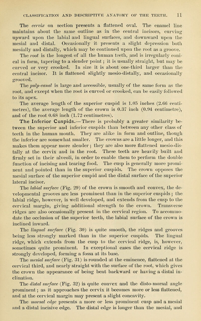 The cervix on section presents a flattened oval. The enamel line maintains about the same outline as in the central incisors, curving upward upon the labial and lingual surfaces, and downward upon the mesial and distal. Occasionally it presents a slight dei)ression both mesially and distally, which may be continued upon the root as a groove. The root is the longest of all the human teeth, and is irregularly coni- cal in form, tapering to a slender point; it is usually straight, but may be curved or very crooked. In size it is about one-third larger than the central incisor. It is flattened slightly mesio-distally, and occasionally grooved. The pulp-canal is large and accessible, usually of the same form as the root, and except when the root is curved or crooked, can be easily followed to its apex. The average length of the superior cuspid is 1.05 inches (2.66 centi- metres), the average length of the crown is 0.37 inch (0.94 centimetre), and of the root 0.68 inch (1.72 centimetres). The Inferior Cuspids.— There is probably a greater similarity be- tween the superior and inferior cuspids than between any other class of teeth in the human mouth. They are alike in form and outline, though the inferior are somewhat smaller. The crowns are a little longer, and this makes them appear more slender ; they are also more flattened mesio-dis- tally at the cervix and in the root. These teeth are heavily built and firmly set in their alveoli, in order to enable them to perform the double function of incising and tearing food. The cusp is generally more promi- nent and pointed than in the superior cuspids. The crown opposes the mesial surface of the superior cuspid and the distal surface of the superior lateral incisor. The labial surface (Fig. 29) of the crown is smooth and convex, the de- velopmental grooves are less prominent than in the superior cuspids ; the labial ridge, however, is well developed, and extends from the cusp to the cervical margin, giving additional strength to the crown. Transverse ridges are also occasionally present in the cervical region. To accommo- date the occlusion of the superior teeth, the labial surface of the crown is inclined inward. The lingual surface (Fig. 30) is quite smooth, the ridges and grooves being less strongly marked than in the superior cuspids. The lingual ridge, which extends from the cusp to the cervical ridge, is, however, sometimes quite prominent. In exceptional cases the cervical ridge is strongly developed, forming a fossa at its base. The mesial surface (Fig. 31) is rounded at the eminence, flattened at the cervical third, and nearly straight with the surface of the root, which gives the crown the appearance of being bent backward or having a distal in- clination. The distal surface (Fig. 32) is quite convex and the disto-morsal angle prominent; as it approaches the cervix it becomes more or less flattened, and at the cervical margin may present a slight concavity. The morsal edge presents a more or less prominent cusp and a mesial and a distal incisive edge. The distal edge is longer than the mesial, and