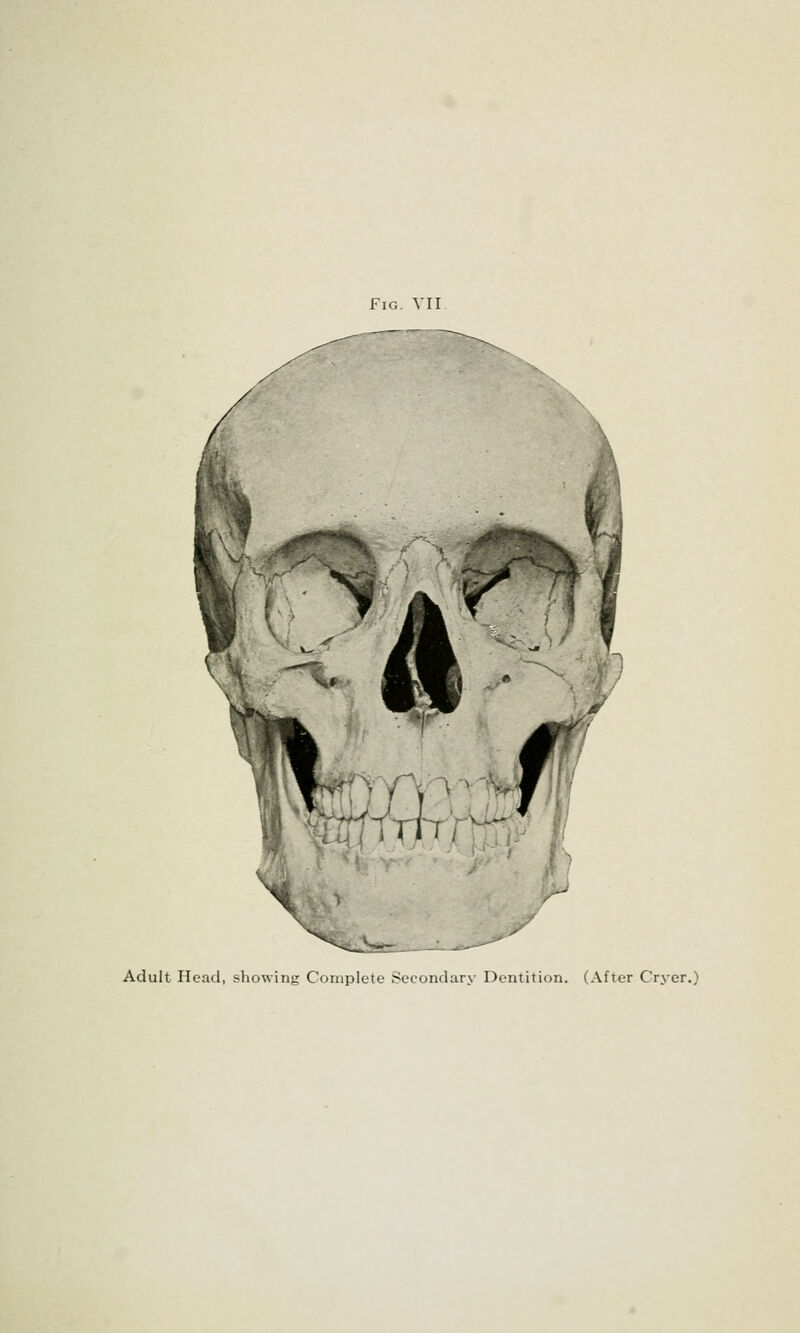 Fig. VII Adult Head, showing Complete Secondary Dentition. (After Cryer.)