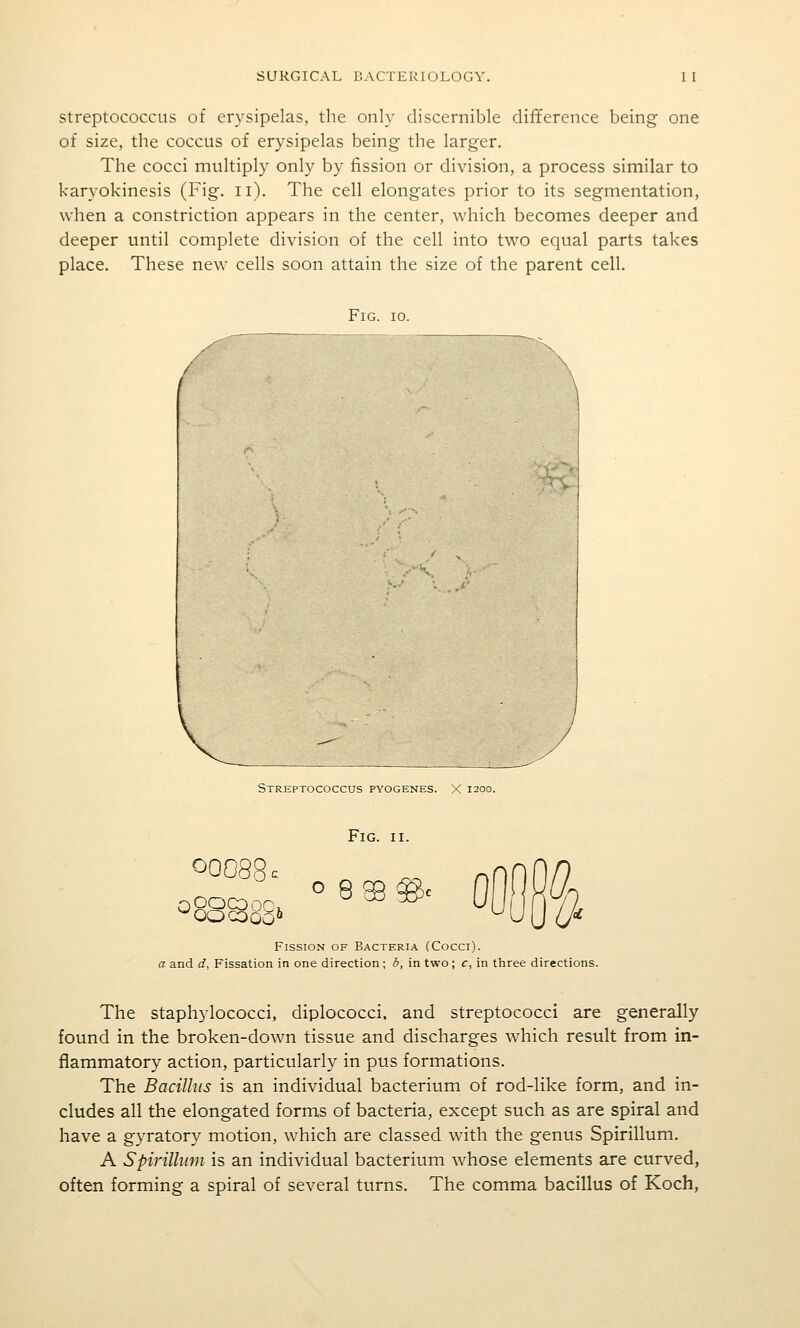 Streptococcus of erysipelas, the only discernible difference being one of size, the coccus of erysipelas being the larger. The cocci multiply only by fission or division, a process similar to karyokinesis (Fig. ii). The cell elongates prior to its segmentation, when a constriction appears in the center, which becomes deeper and deeper until complete division of the cell into two equal parts takes place. These new cells soon attain the size of the parent cell. Fig. 10. •-?? Streptococcus pyogenes. X 1200. ^00 CO 00^ Fig. II. O @ Fission of Bacteria (Cocci). a and d, Fissation in one direction ; b, in two ; c, in three directions. The staphylococci, diplococci. and streptococci are generally found in the broken-down tissue and discharges w^hich result from in- flammatory action, particularly in pus formations. The Bacillus is an individual bacterium of rod-like form, and in- cludes all the elongated forms of bacteria, except such as are spiral and have a gyratory motion, which are classed with the genus Spirillum. A Spirillum is an individual bacterium whose elements are curved, often forming a spiral of several turns. The comma bacillus of Koch,