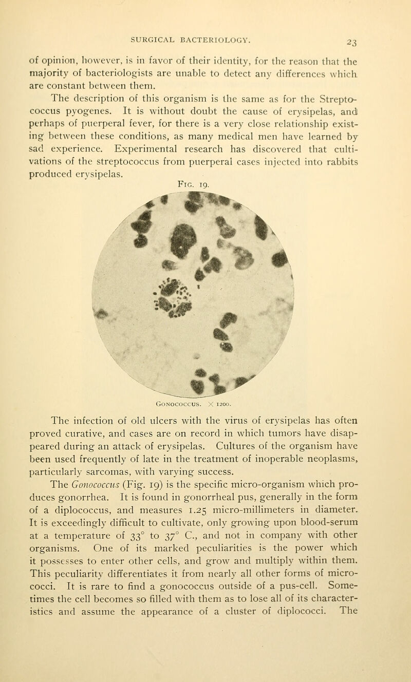 ^Z of opinion, liowevcr. is in favor of their identity, for the reason that the majority of bacteriologists are unable to detect any differences which are constant between them. The description of this organism is the same as for the Strepto- coccus pyogenes. It is without doubt the cause of erysipelas, andl perhaps of puerperal fever, for there is a very close relationship exist- ing between these conditions, as many medical men have learned by sad experience. Experimental research has discovered that culti- vations of the streptococcus from puerperal cases injected into rabbits produced erysipelas. FiG. 19. GONOCOCCUS. The infection of old ulcers with the virus of erysipelas has often proved curative, and cases are on record in which tumors have disap- peared during an attack of erysipelas. Cultures of the organism have been used frequently of late in the treatment of inoperable neoplasms, particularly sarcomas, with varying success. The Gonococcus (Fig. 19) is the specific micro-organism which pro- duces gonorrhea. It is found in gonorrheal pus, generally in the form of a diplococcus, and measures 1.25 micro-millimeters in diameter. It is exceedingly difficult to cultivate, only growing upon blood-serum at a temperature of 33° to 37° C, and not in company with other organisms. One of its marked peculiarities is the power which it possesses to enter other cells, and grow and multiply within them. This peculiarity differentiates it from nearly all other forms of micro- cocci. It is rare to find a gonococcus outside of a pus-cell. Some- times the cell becomes so filled with them as to lose all of its character- istics and assume the appearance of a cluster of diplococci. The