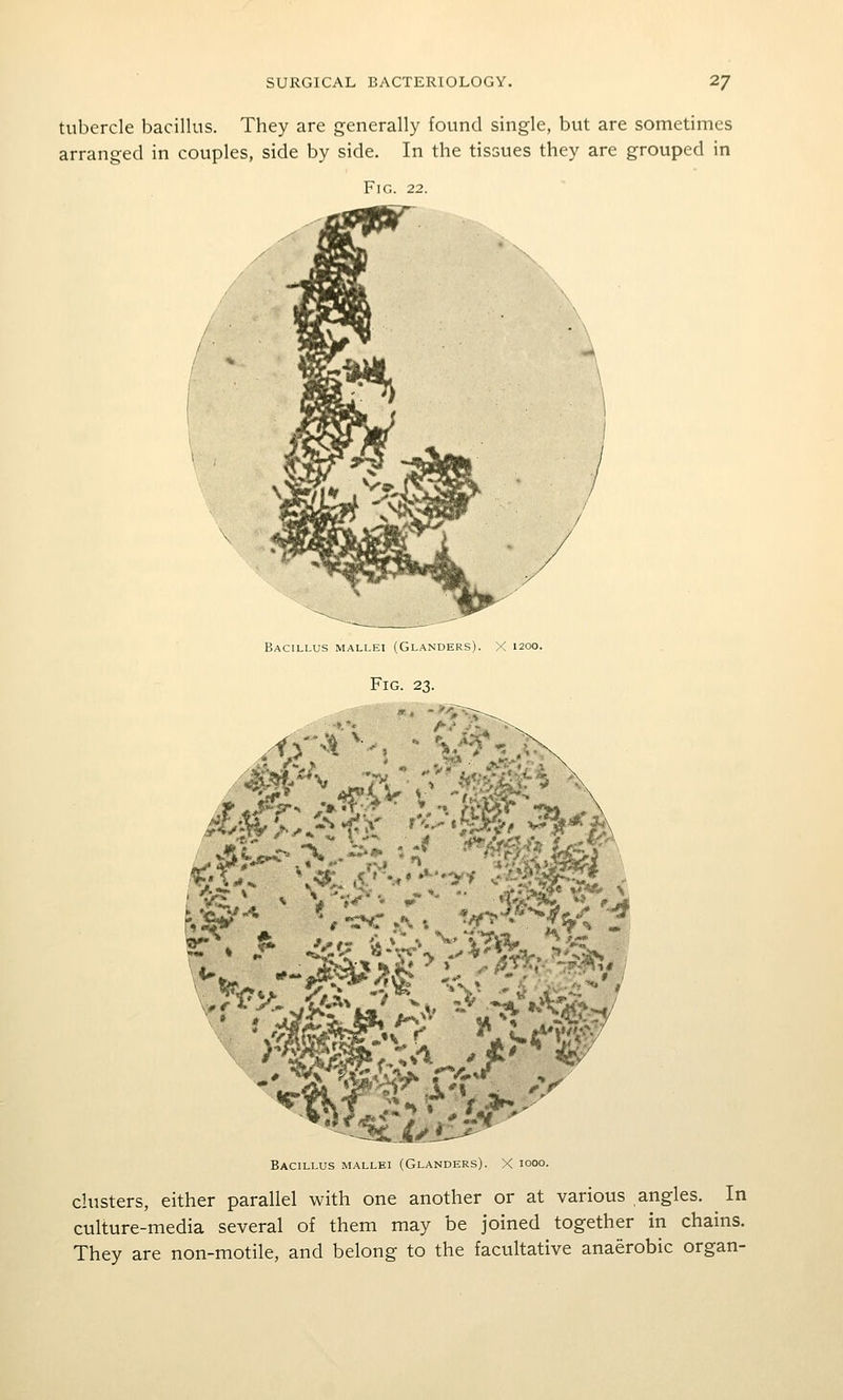 tubercle bacillus. They are generally found single, but are sometimes arranged in couples, side by side. In the tissues they are grouped in Fig. 22. Bacillus mallei (Glanders). X 1200. Fig. 23. Bacillus mallei (Glanders). X 1000. clusters, either parallel with one another or at various angles. In culture-media several of them may be joined together in chains. They are non-motile, and belong to the facultative anaerobic organ-