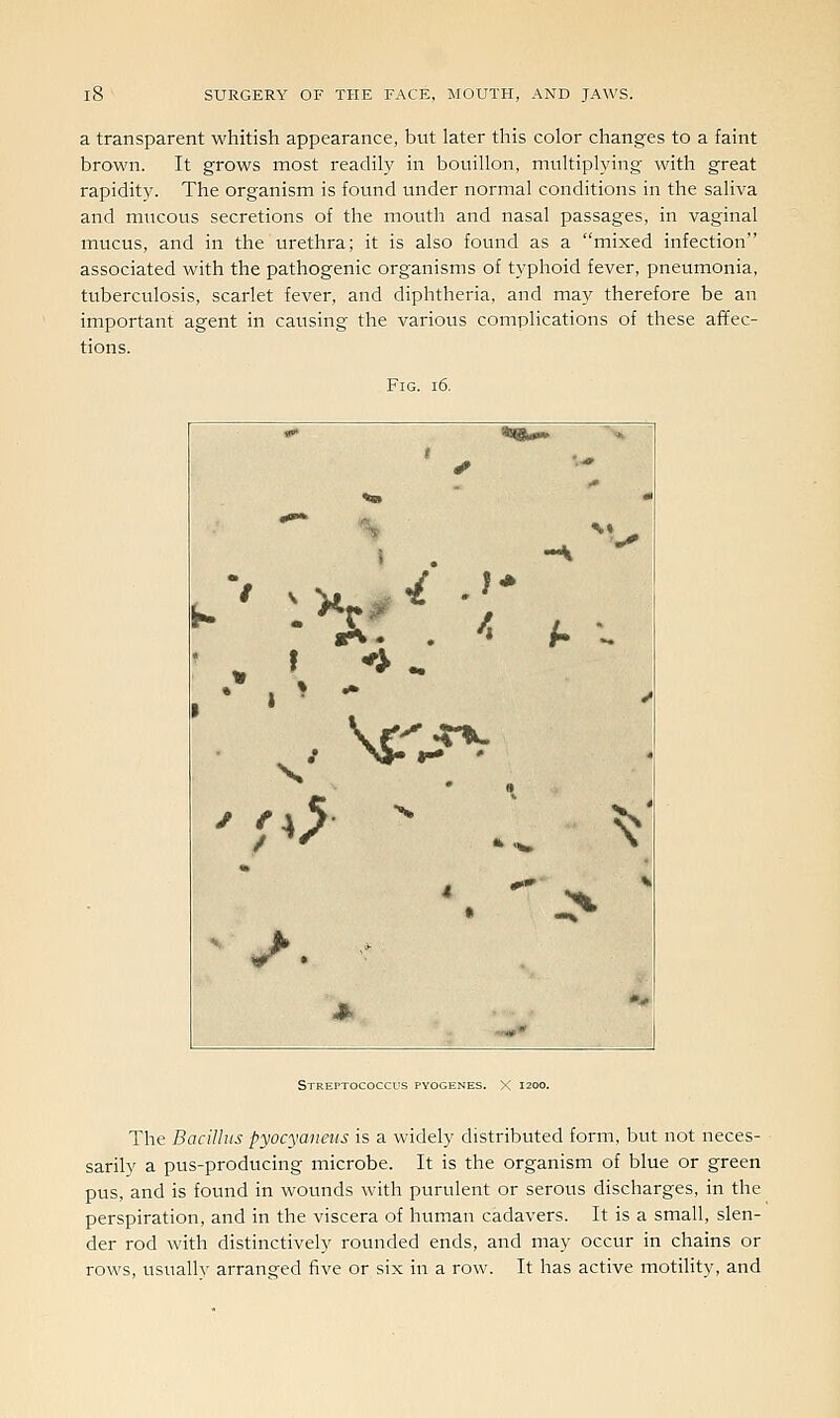 a transparent whitish appearance, but later this color changes to a faint brown. It grows most readily in bouillon, multiplying with great rapidity. The organism is found under normal conditions in the saliva and mucous secretions of the mouth and nasal passages, in vaginal mucus, and in the urethra; it is also found as a mixed infection associated with the pathogenic organisms of typhoid fever, pneumonia, tuberculosis, scarlet fever, and diphtheria, and may therefore be an important agent in causing the various complications of these affec- tions. Fig. i6. *• «««» •*. 1 SOB -• « •■»• ^^•-' ^ .• N5- *- ' ' 'p>  »>*» ^' 4 '. :> \ ' J-. ' J>. r,^^* •* Streptococcus pyogenes. The Bacillus pyocyanetis is a widely distributed form, but not neces- sarily a pus-producing microbe. It is the organism of blue or green pus, and is found in wounds with purulent or serous discharges, in the perspiration, and in the viscera of human cadavers. It is a small, slen- der rod with distinctively rounded ends, and may occur in chains or rows, usually arranged five or six in a row. It has active motility, and