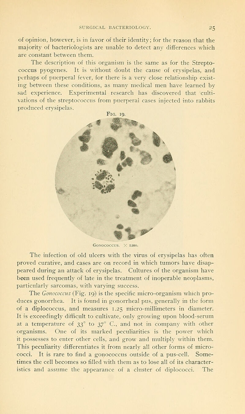 of opinion, however, is in favor of their identity; for the reason that the majority of bacteriologists are unable to detect any differences which are constant between them. The description of this organism is the same as for the Strepto- coccus pyogenes. It is without doubt the cause of erysipelas, and perhaps of puerperal fever, for there is a very close relationship exist- ing between these conditions, as many medical men have learned by sad experience. Experimental research has discovered that culti- vations of the streptococcus from puerperal cases injected into rabbits produced erysipelas. Fig. 19. GONOCOCCUS. The infection of old ulcers with the virus of erysipelas has often proved curative, and cases are on record in which tumors have disap- peared during an attack of erysipelas. Cultures of the organism have been used frequently of late in the treatment of inoperable neoplasms, particularly sarcomas, with varying success. The Gonococais (Fig. 19) is the specific micro-organism which pro- duces gonorrhea. It is found in gonorrheal pus, generally in the form of a diplococcus, and measures 1.25 micro-millimeters in diameter. It is exceedingly difficult to cultivate, only growing upon blood-serum at a temperature of 33° to 37° C, and not in company with other organisms. One of its marked peculiarities is the power which it possesses to enter other cells, and grow and multiply within them. This peculiarity differentiates it from nearly all other forms of micro- cocci. It is rare to find a gonococcus outside of a pus-cell. Some- times the cell becomes so filled with them as to lose all of its character- istics and assume the appearance of a cluster of diplococci. The